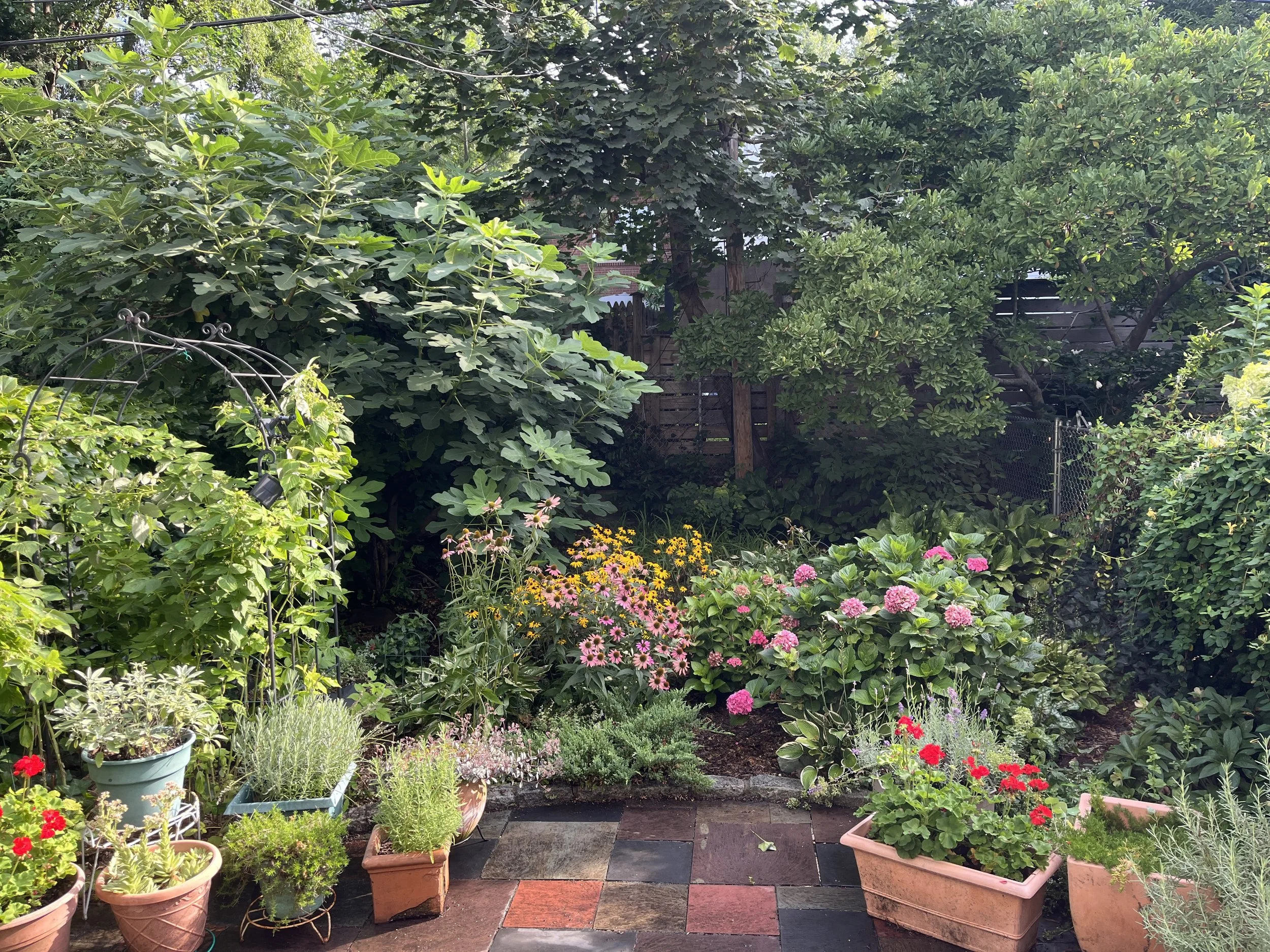Lush summer garden in full bloom 