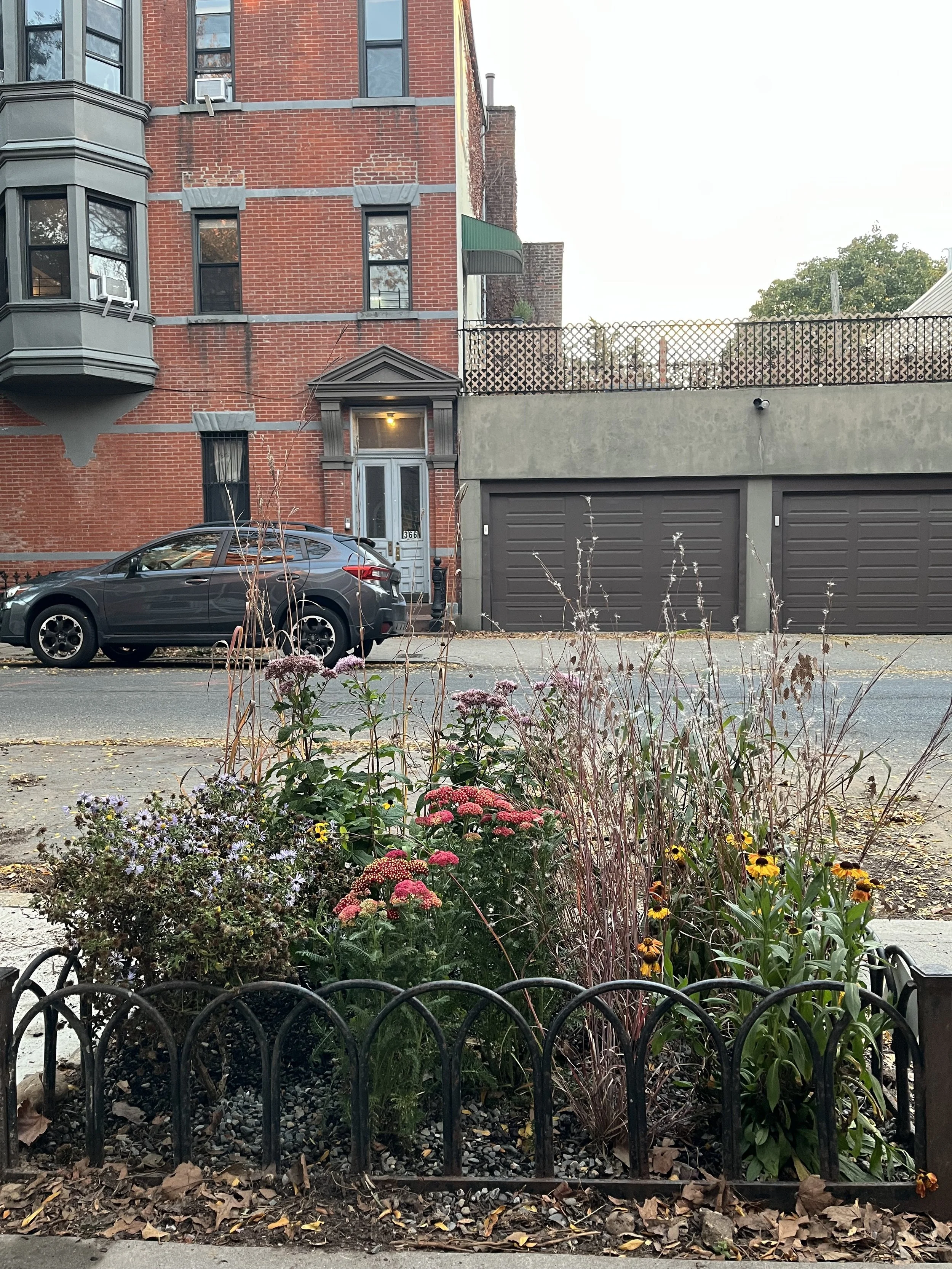 Park Slope pocket meadow later.jpg