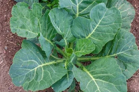 champion collards.jpeg
