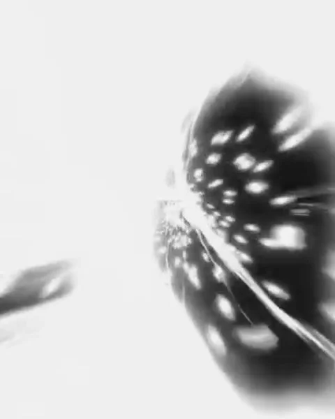 Brooklyn NY-based  @gift_nyc nod to echo-heavy &lsquo;90s psychedelic icons like Brian Jonestown Massacre and Spiritualized. Catch them on their UK tour at The Lexington on 24 September!

Tickets onsale via @dicefm