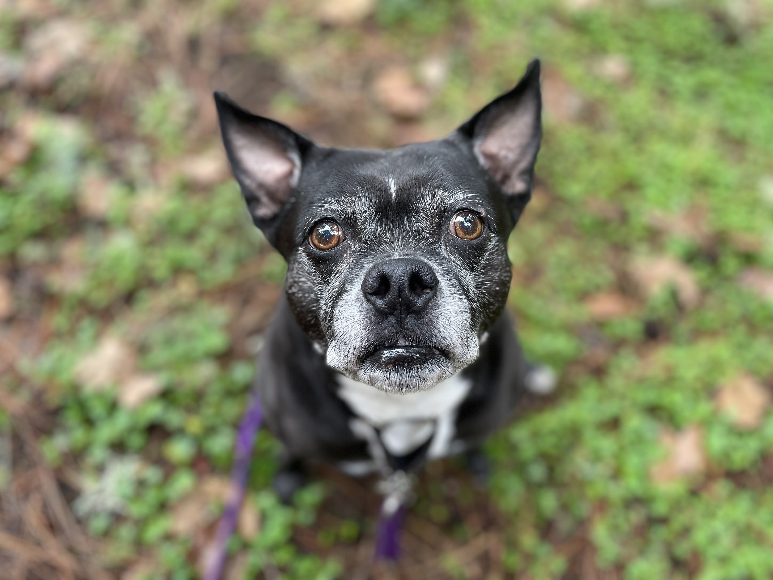 dog walk, veneta dog walker, pet sitter, dog walking, cat sitter, pet sitting, drop-in visits
