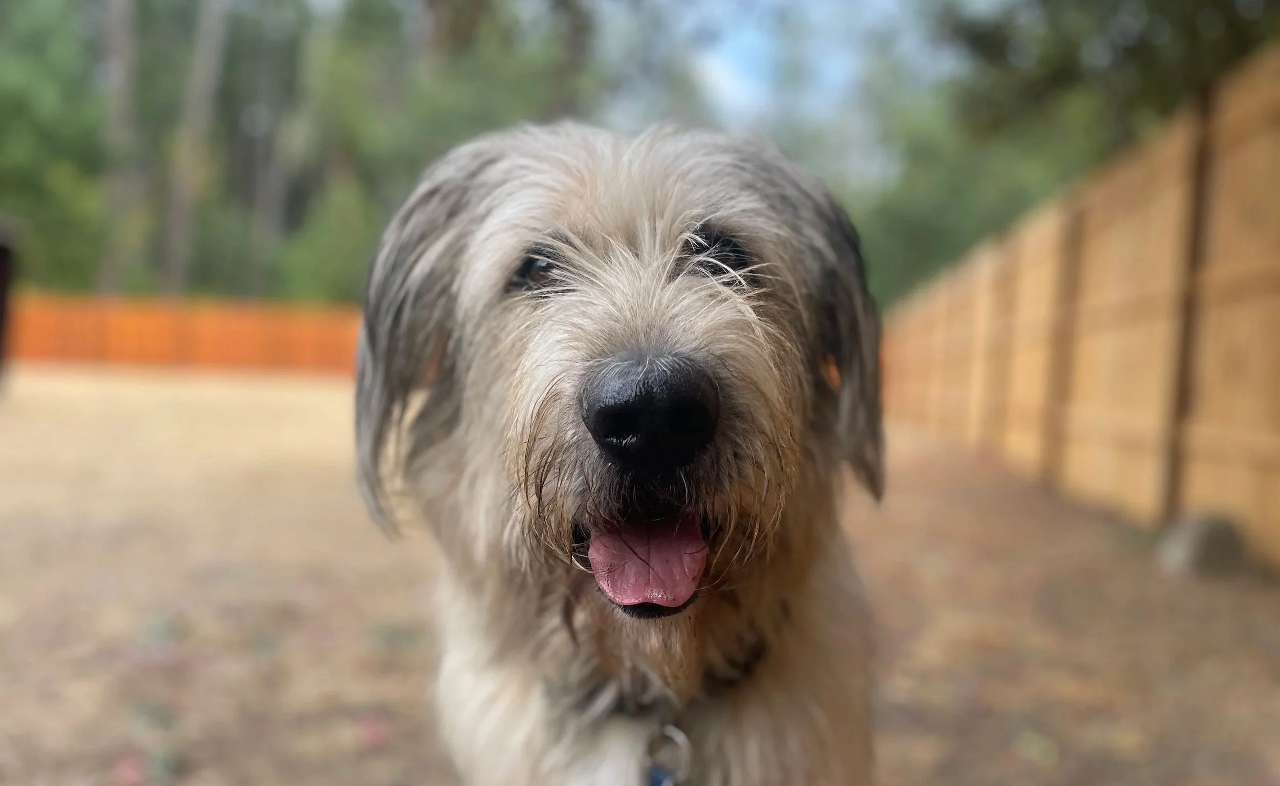 dog walk, veneta dog walker, pet sitter, dog walking, cat sitter, pet sitting, drop-in visits