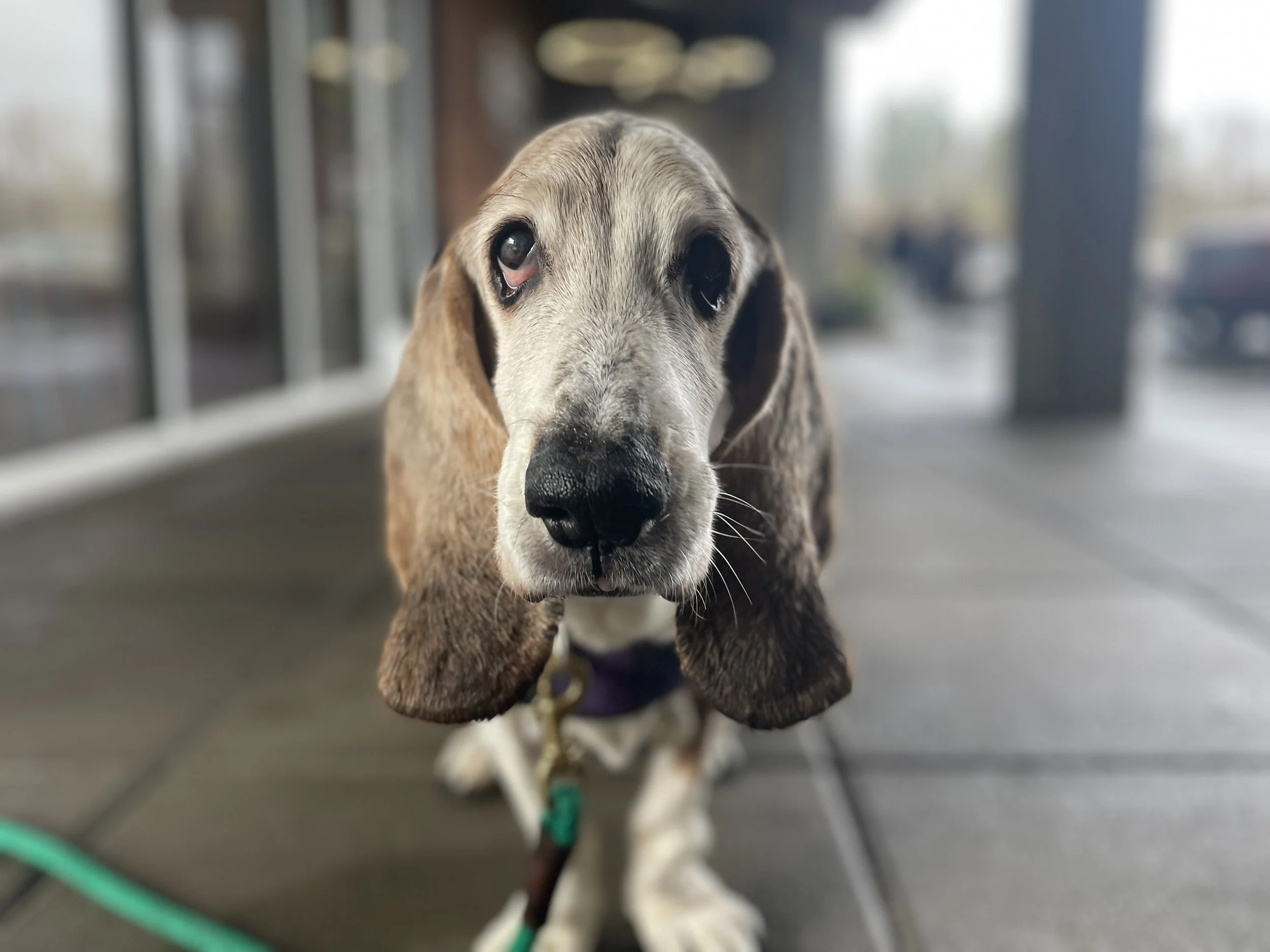 dog walk, veneta dog walker, pet sitter, dog walking, cat sitter, pet sitting, drop-in visits