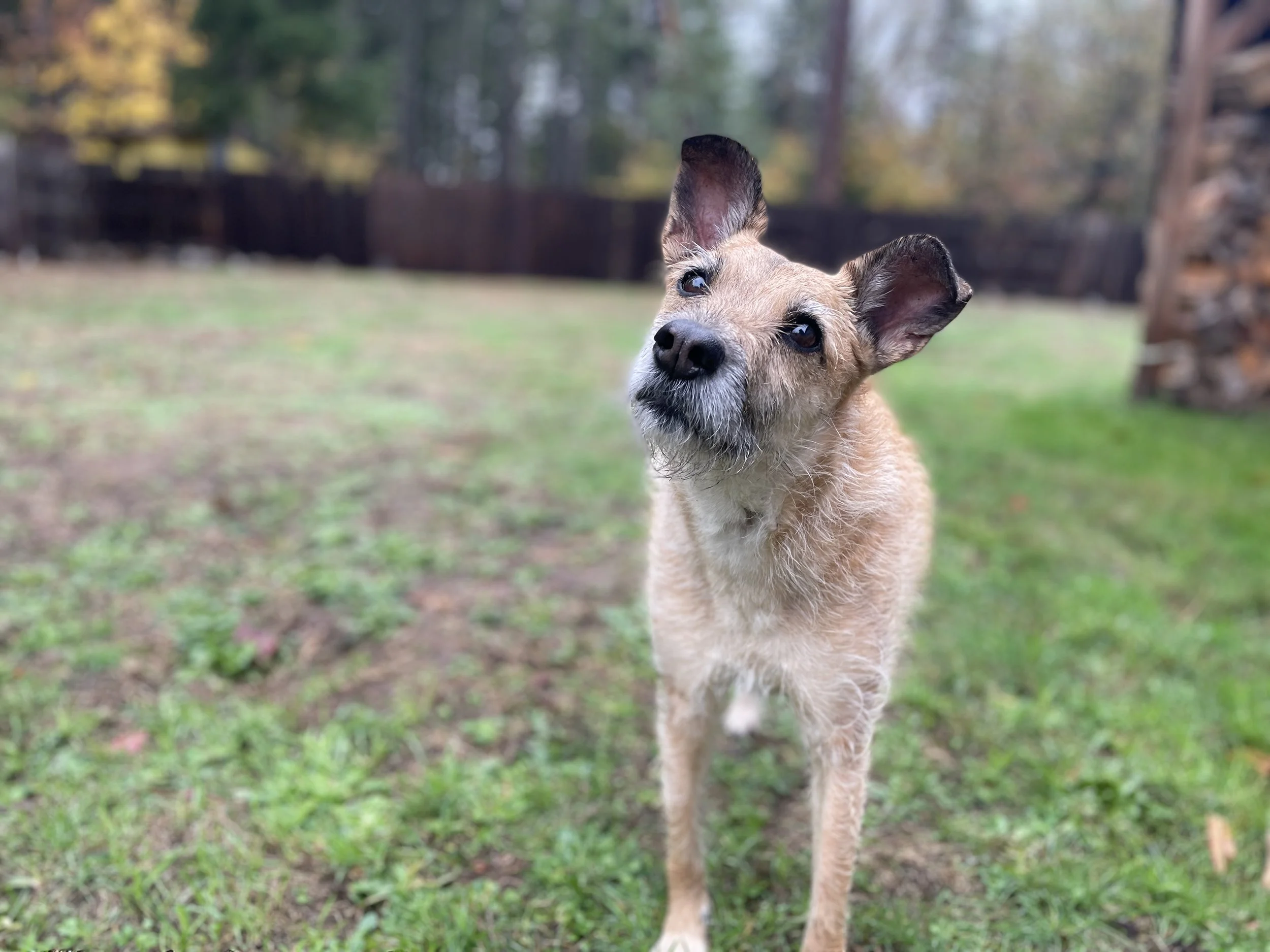 dog walk, veneta dog walker, pet sitter, dog walking, cat sitter, pet sitting, drop-in visits