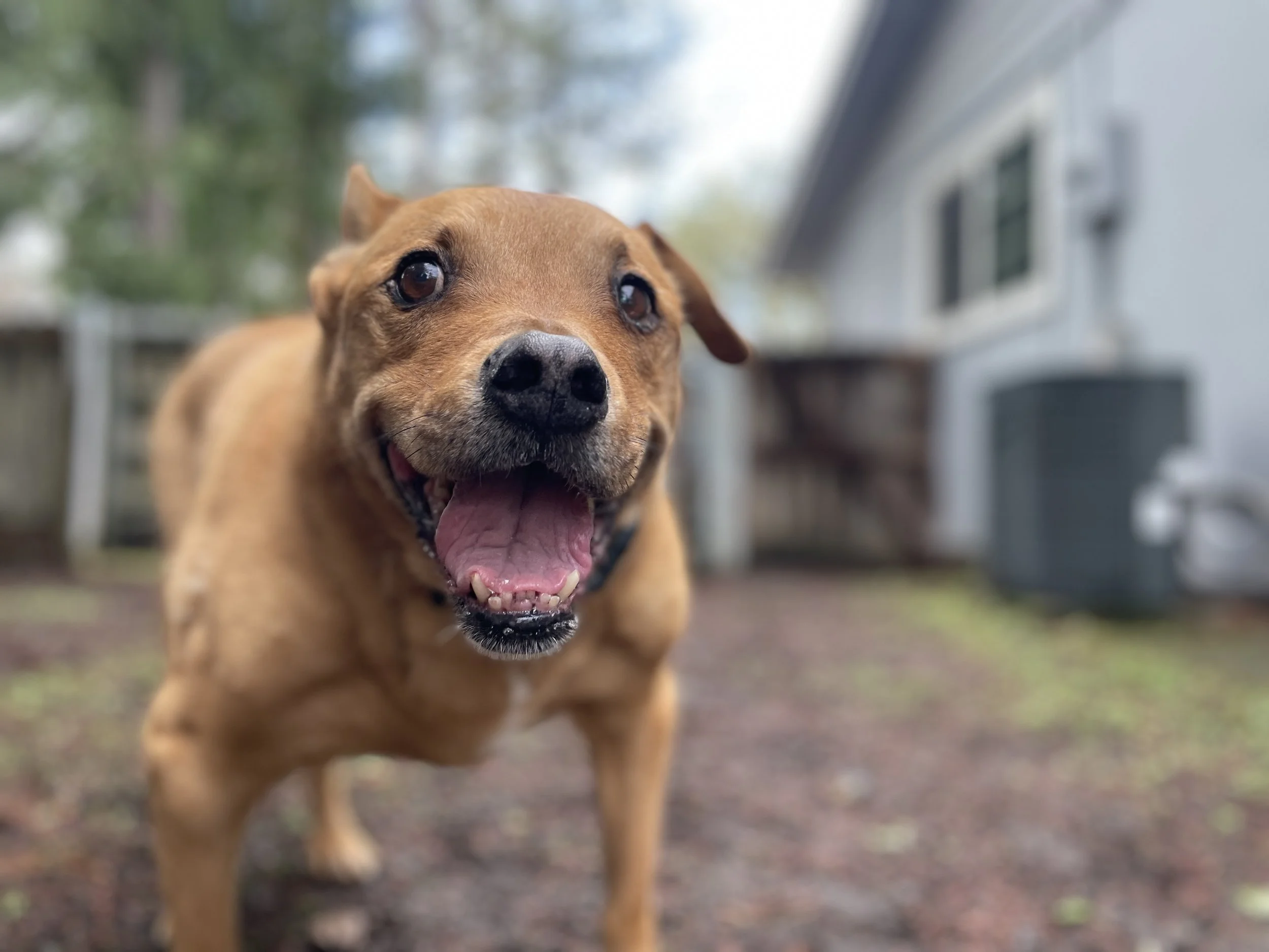 dog walk, veneta dog walker, pet sitter, dog walking, cat sitter, pet sitting, drop-in visits