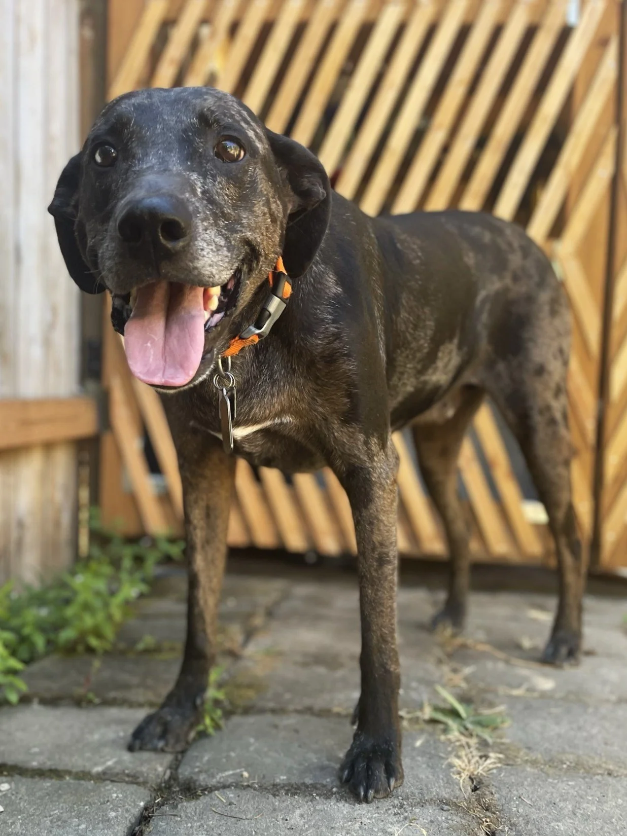 dog walk, veneta dog walker, pet sitter, dog walking, cat sitter, pet sitting, drop-in visits