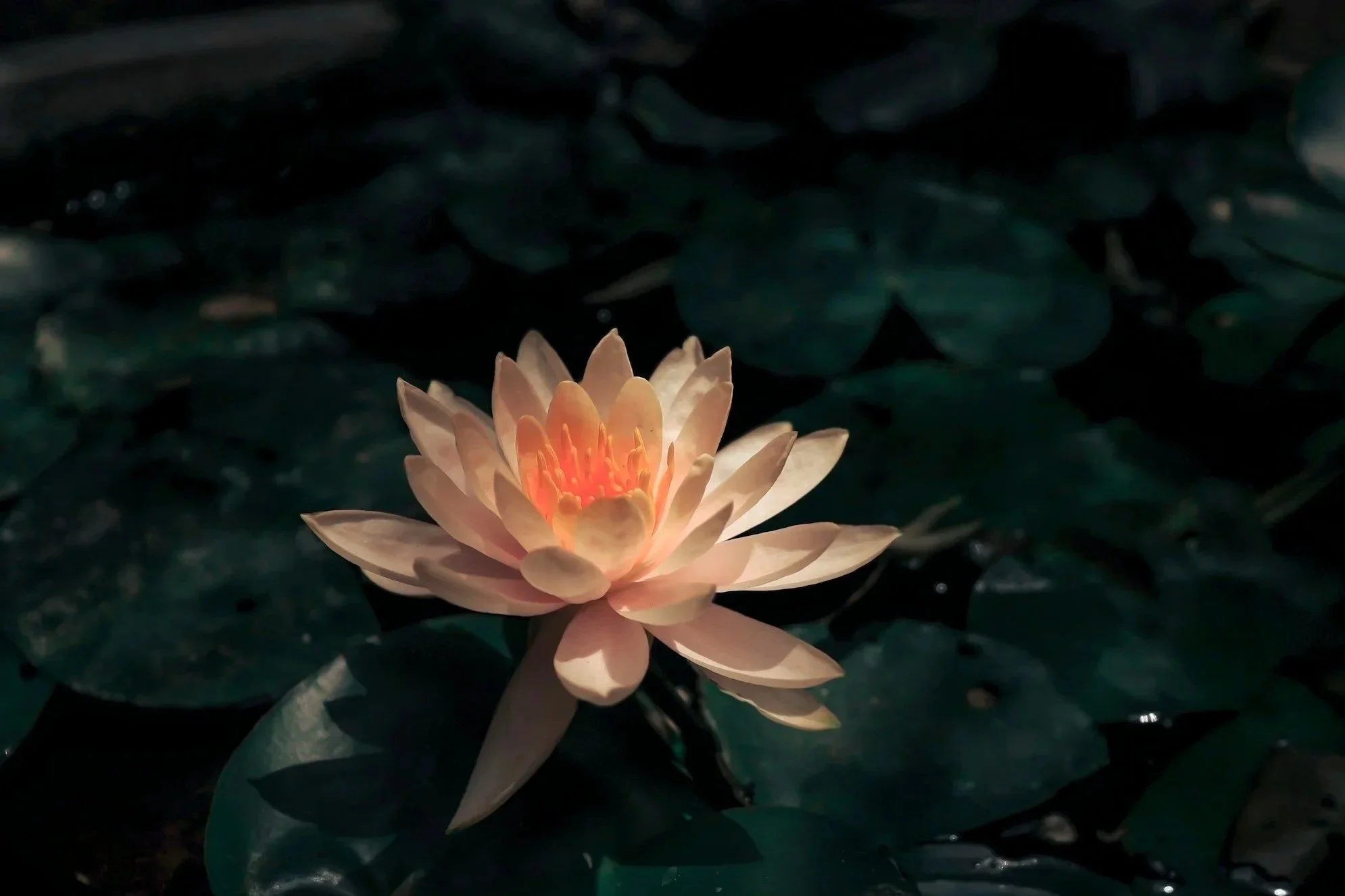 Find your balance with the couple, marriage and family support of Vibrant Life Counseling by Jami Visaya, LMHC, LMFT at Bellevue, WA and across Washington.