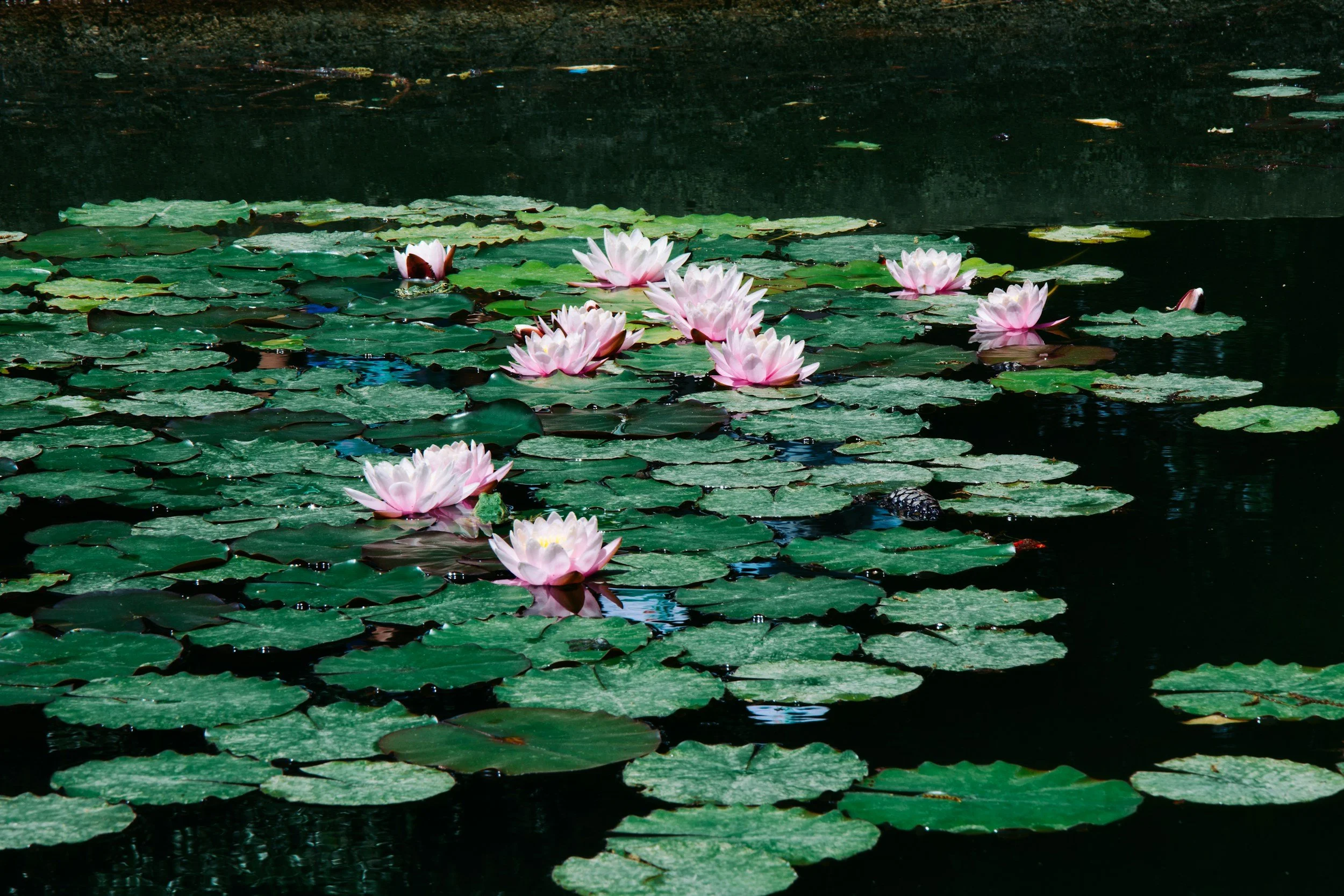 Pink water lilies blooming on a pond with green lily pads and dark water.