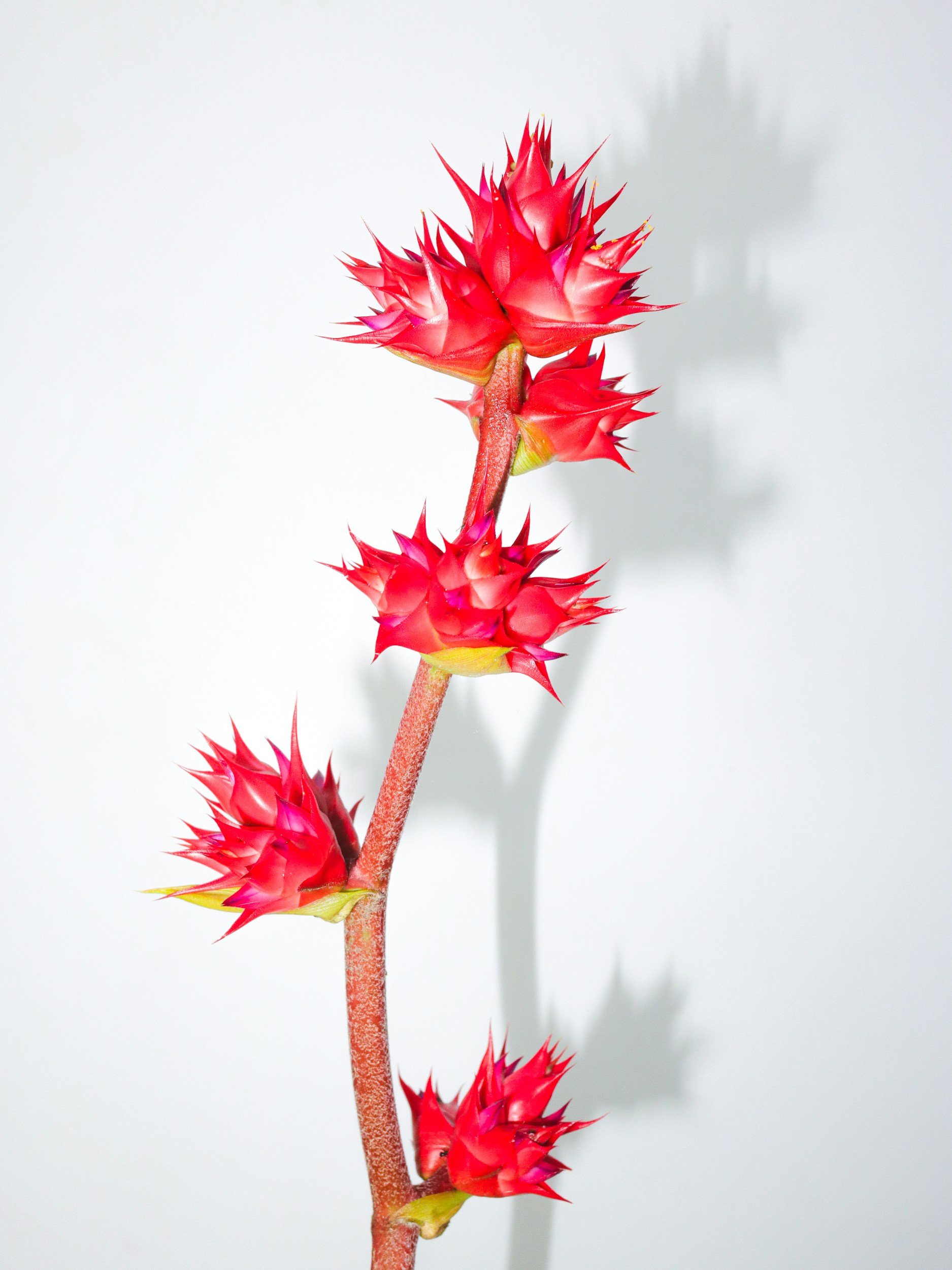 Red spiky flower representing growth and healing at Vibrant Life Counseling, Bellevue WA.