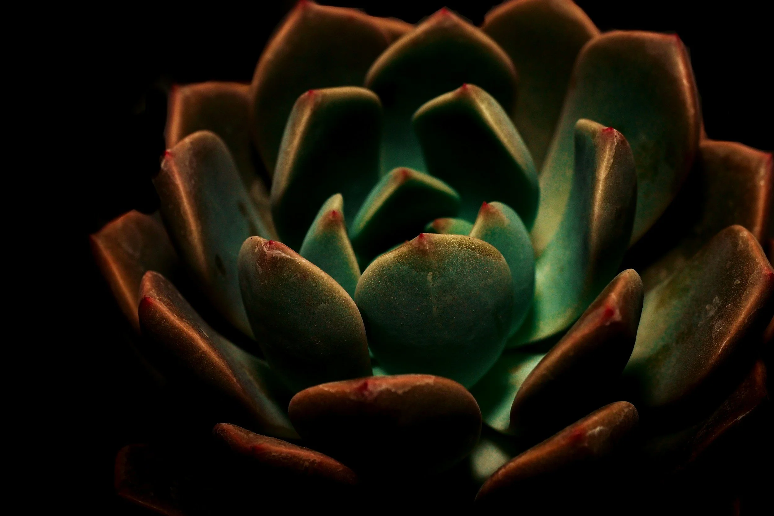 Close-up of a green succulent plant with reddish tips, against a black background.