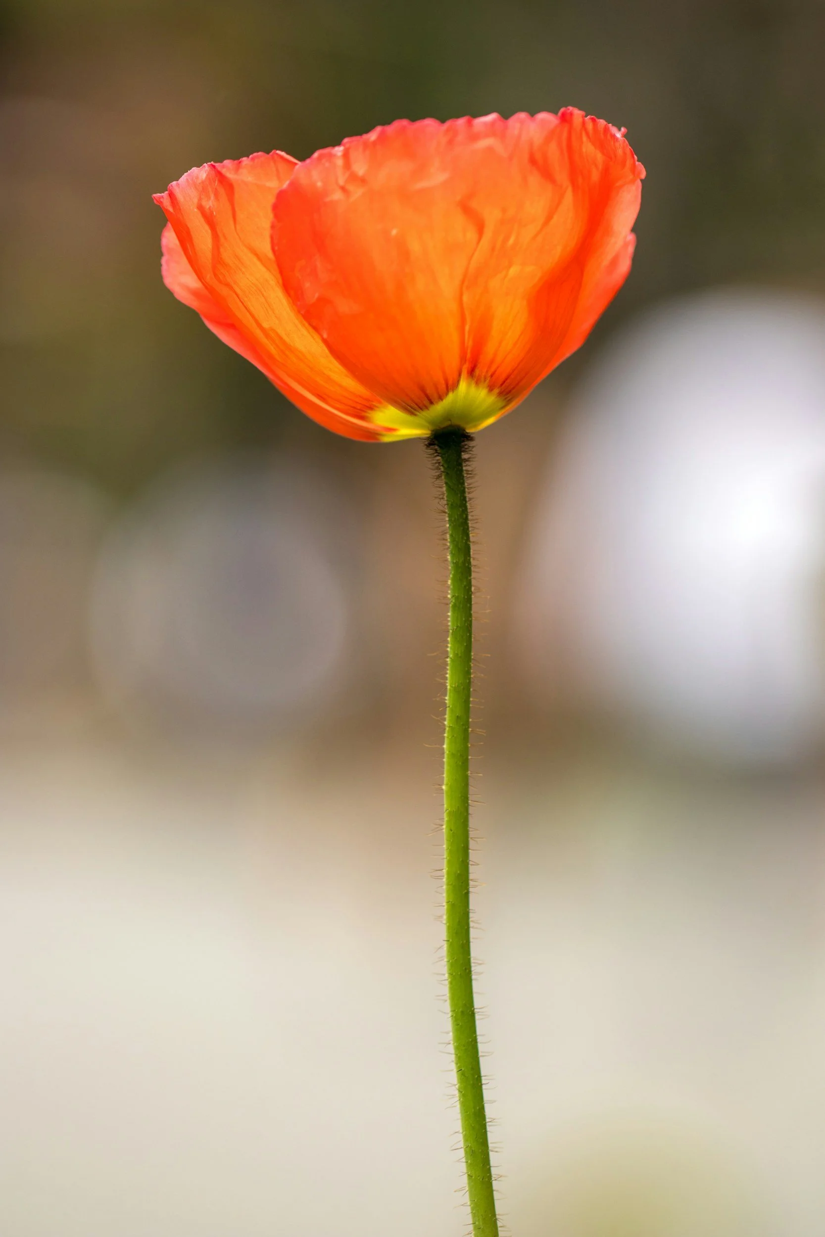 A single orange-red poppy flower with a green stem against a blurred background.