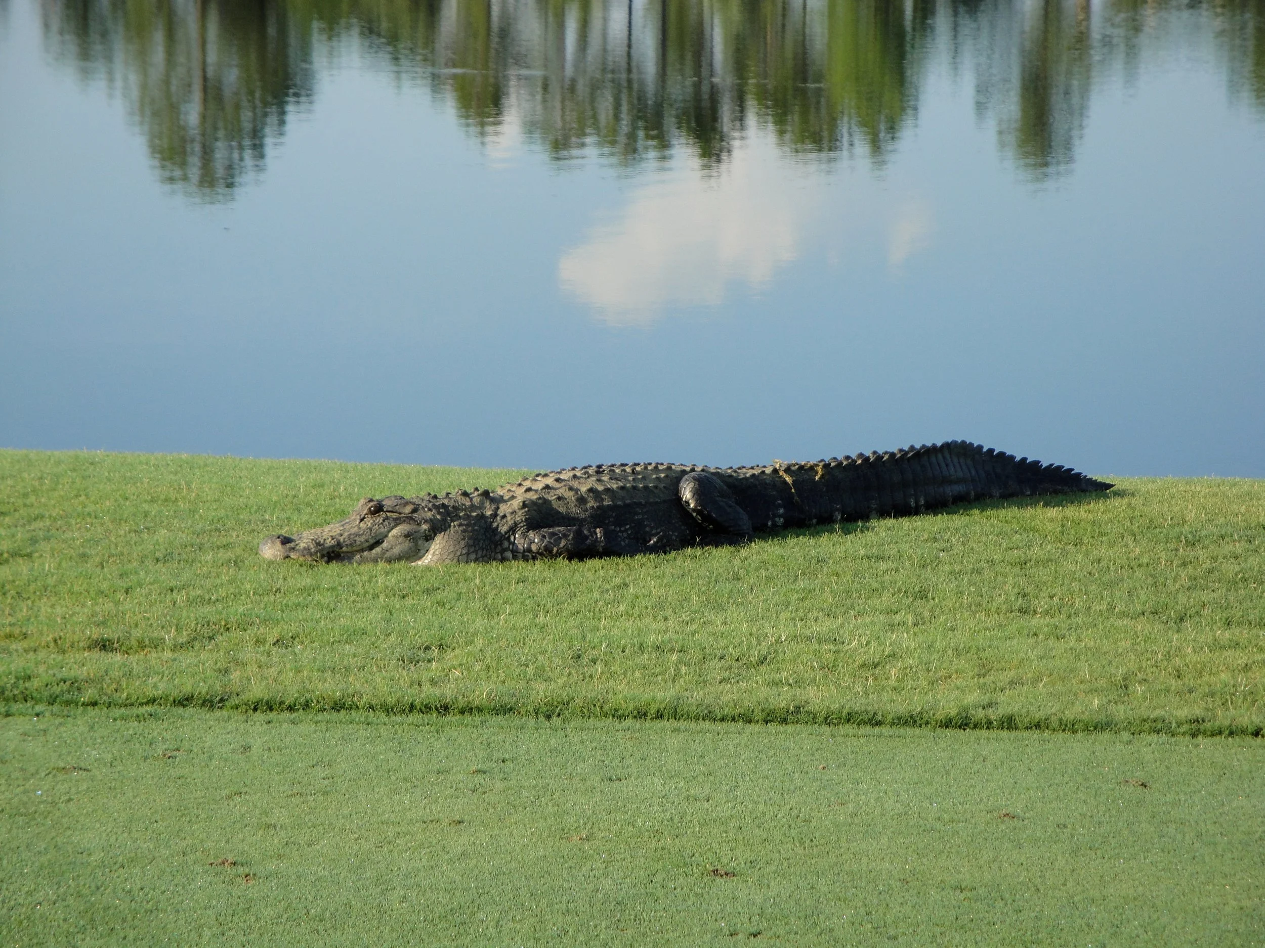 Olde Florida Gator