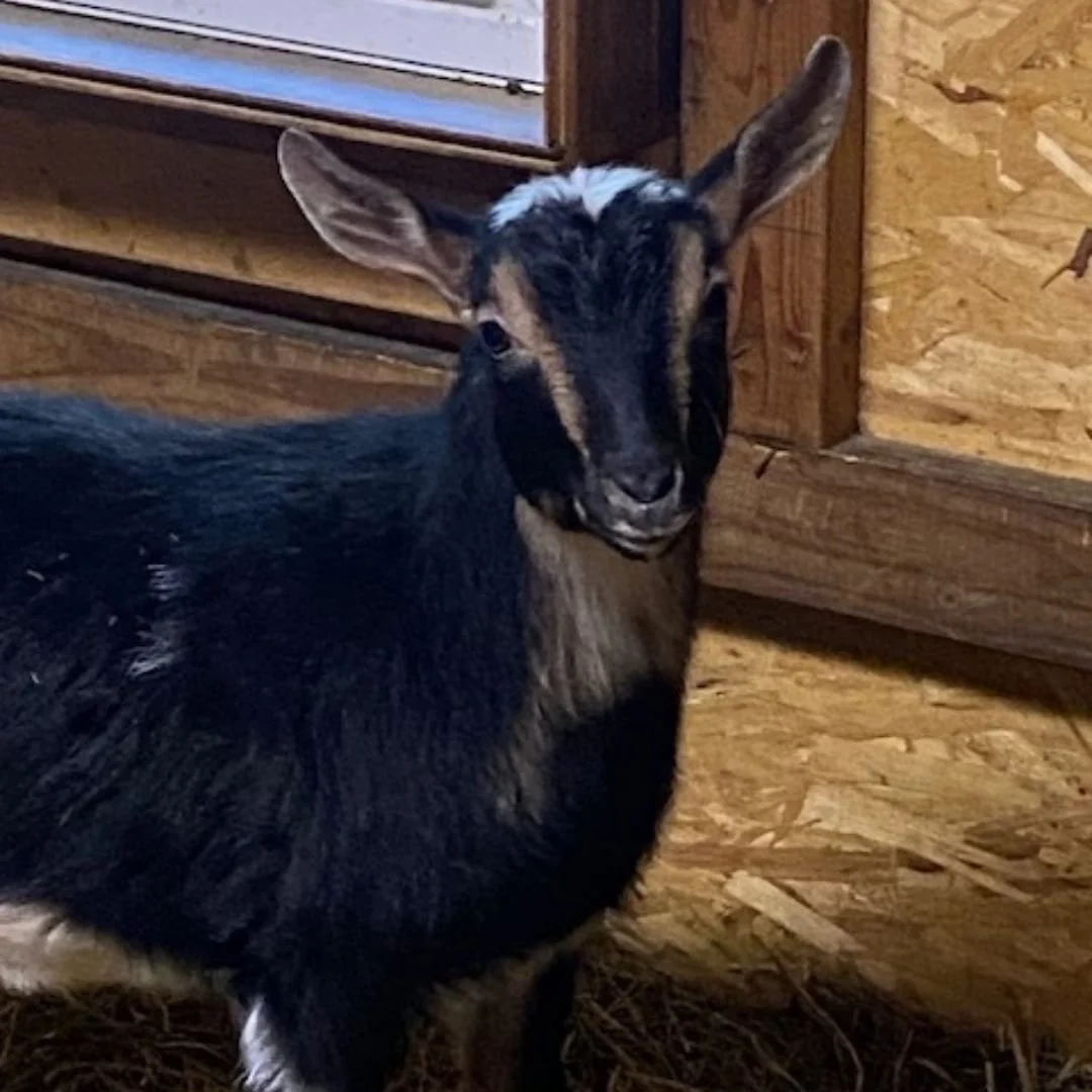 A young black and white goat inside a wooden barn, standing on a bed of hay near a wall with a window.