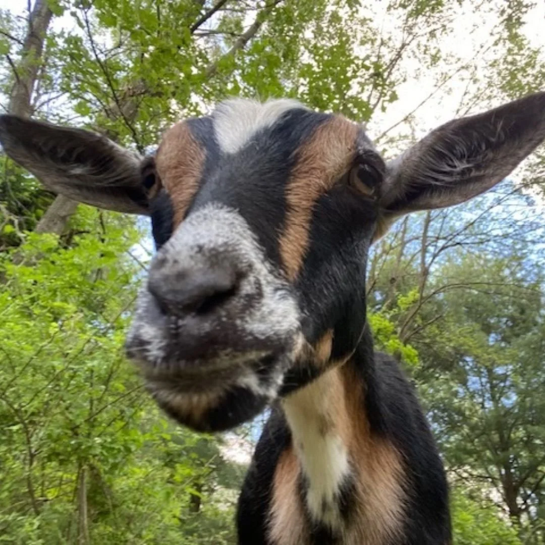 Close-up of a curious goat with black, white, and brown fur, and large ears, in a green outdoor setting with trees and blue sky in the background.