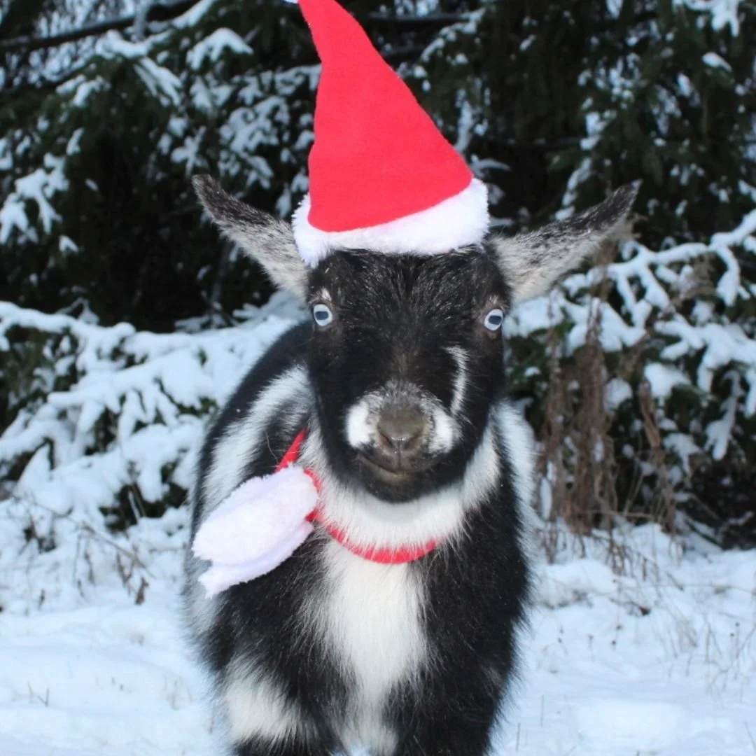 A young goat wearing a red Santa hat and a red and white collar, standing in a snowy outdoor setting.