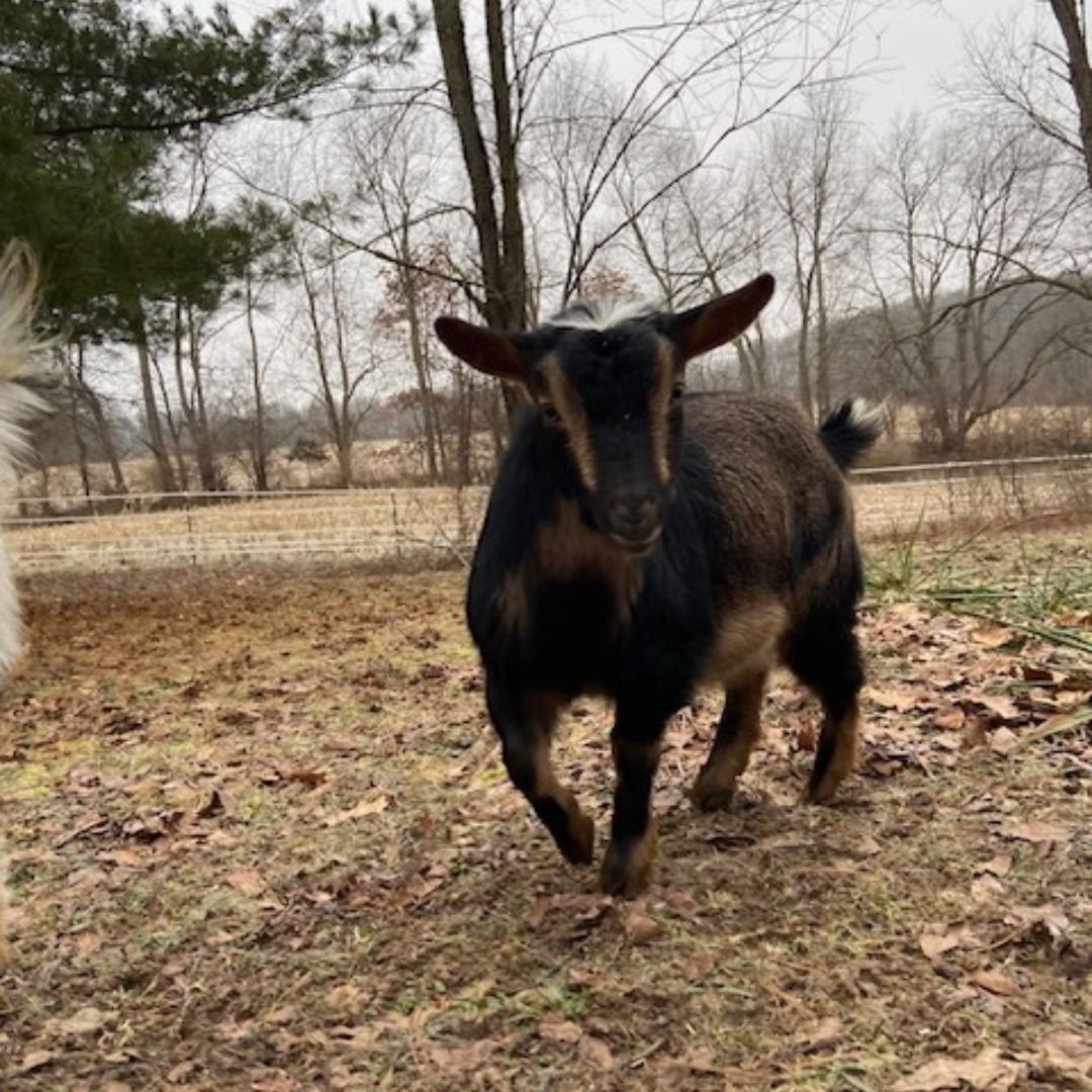 Small goat running on dirt ground with fallen leaves in an outdoor setting, bare trees, and a cloudy sky in the background.