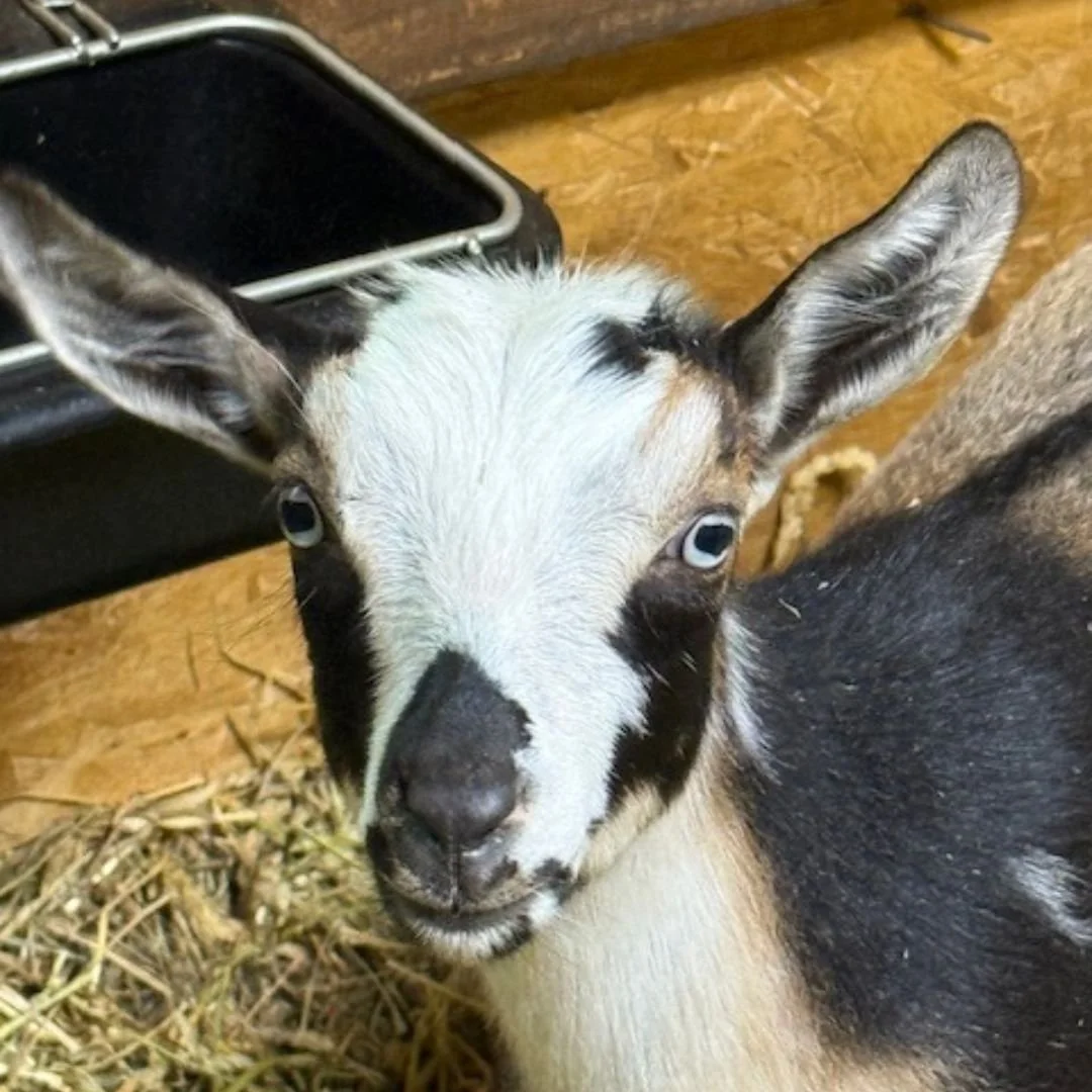 A close-up of a goat with white and black fur, and large ears, standing on wood shavings, with a black feeding container nearby.