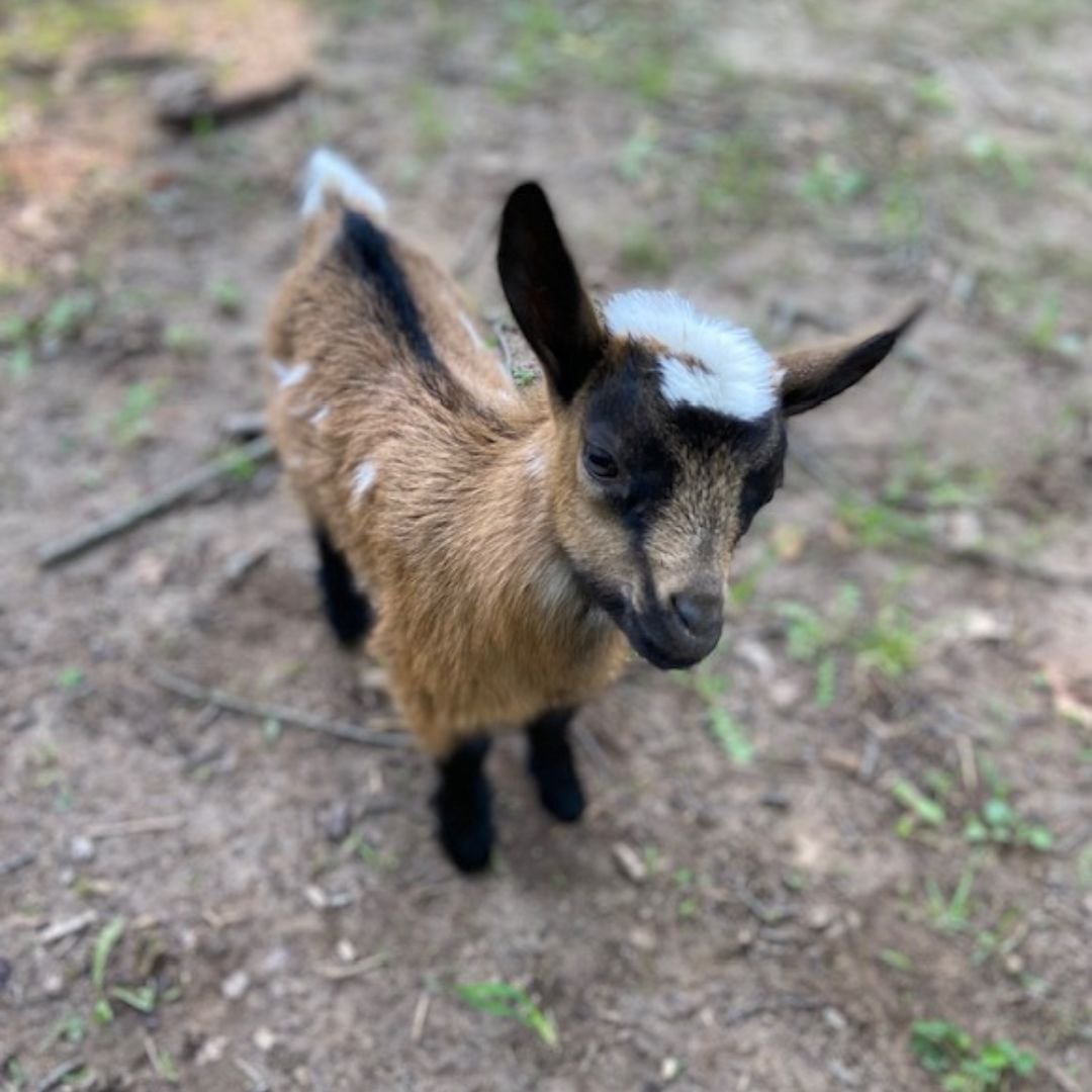 A small goat standing on dirt ground outdoors.