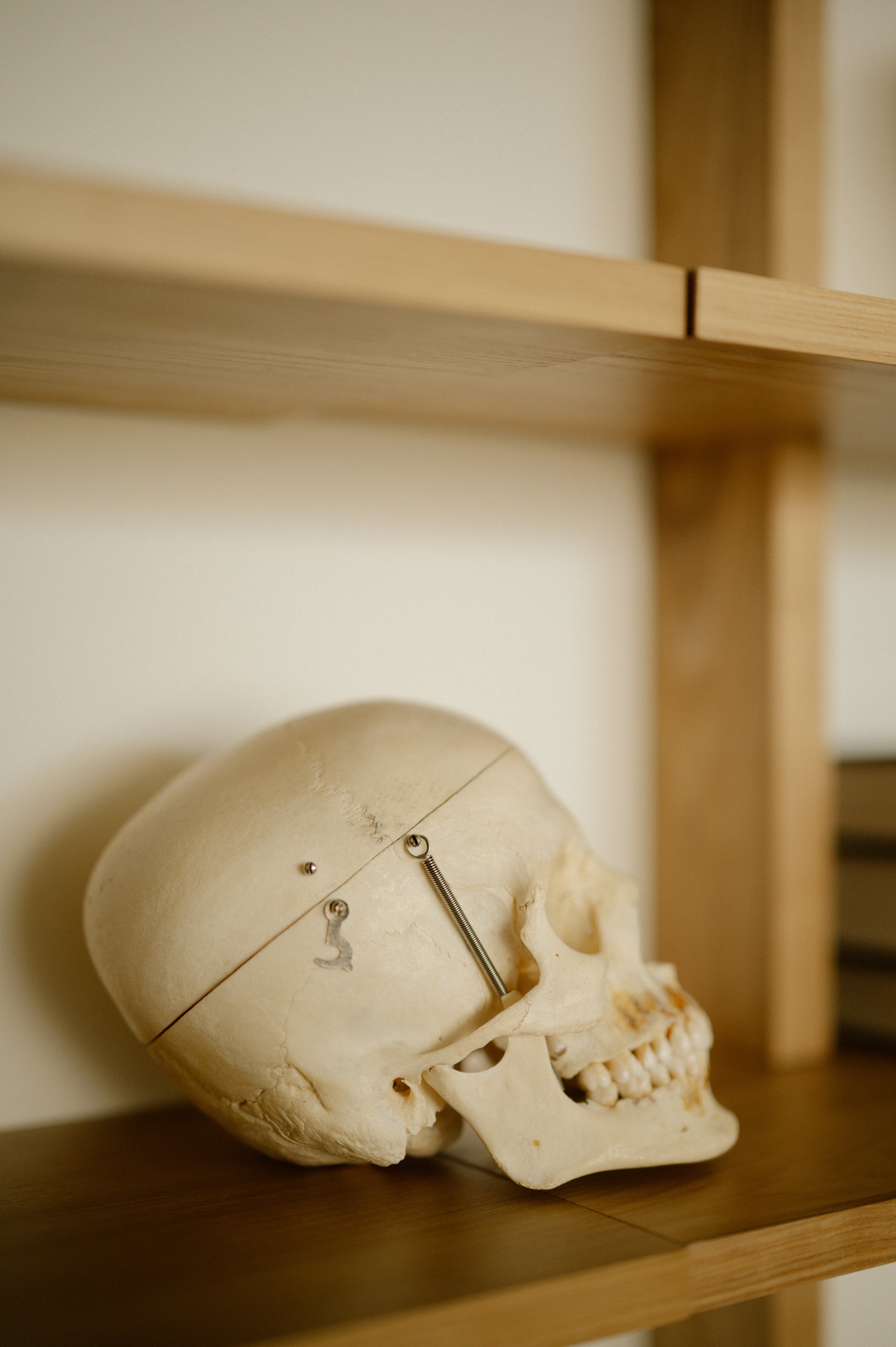 A human skull model placed on a wooden shelf with some metal screws.