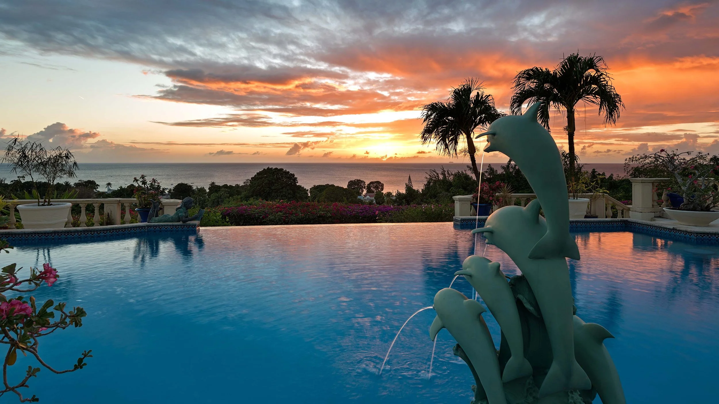 CORAL SUNDOWN DOLPHINS.jpg