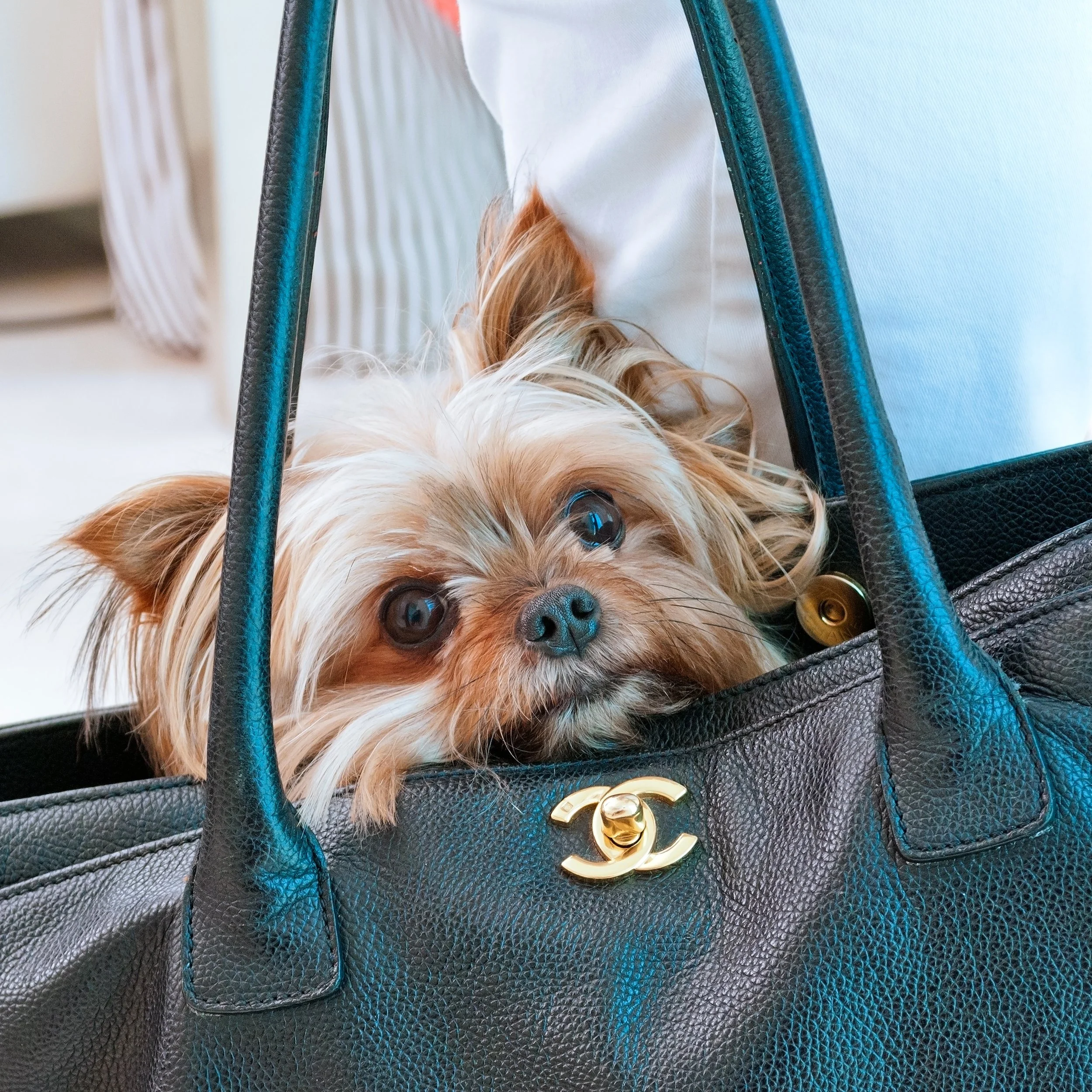  DOG IN  CHANELLE BAG .jpg
