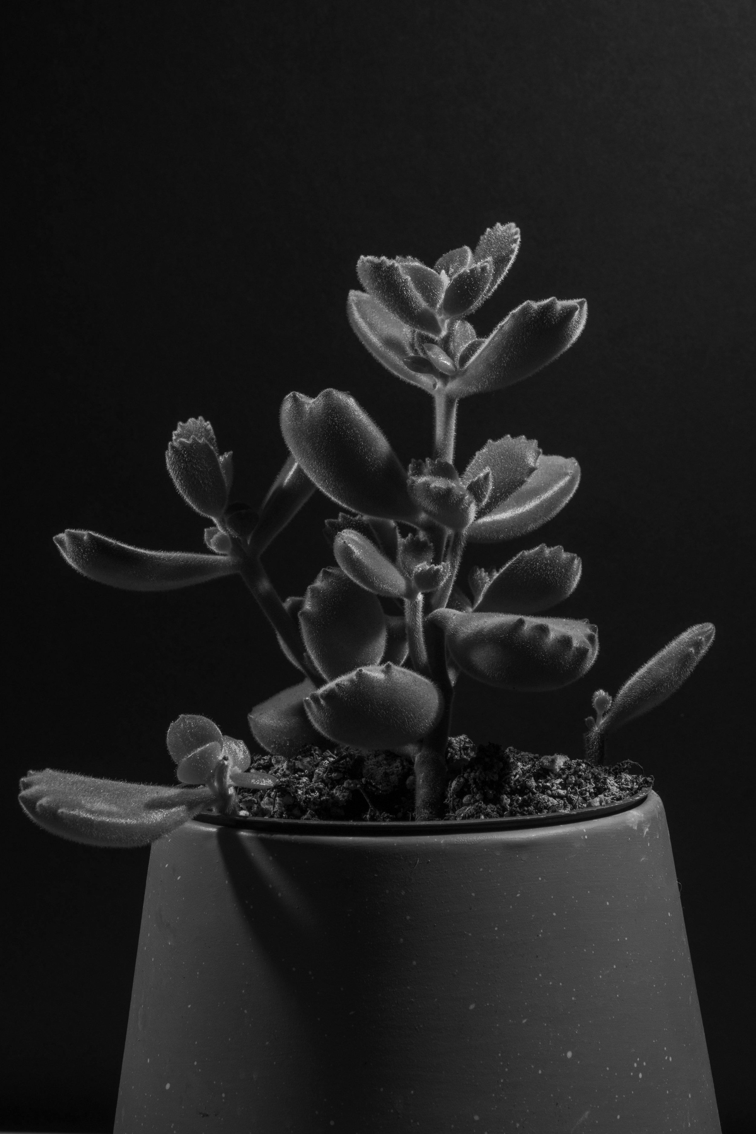untitled-8404.jpg