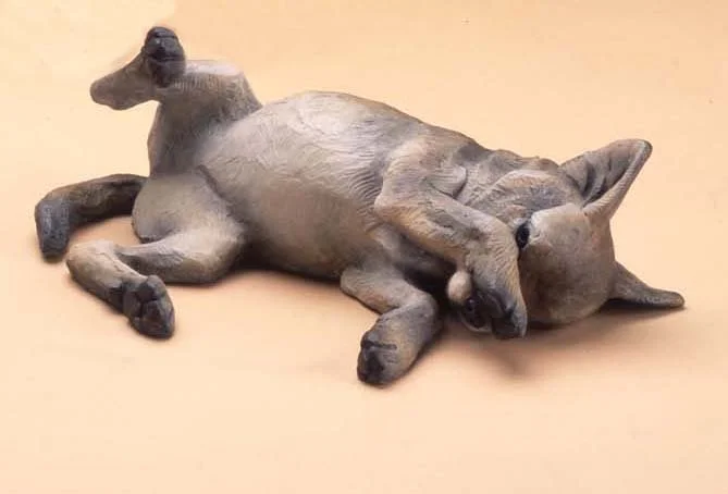 Coyote Pup "Roll"