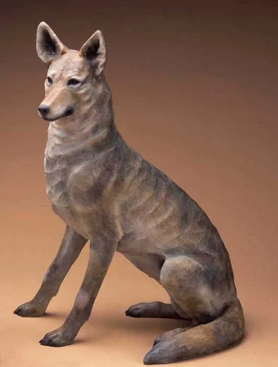 Coyote Female