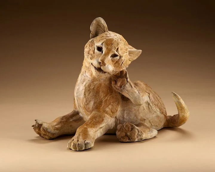 "Catalina Kitten"