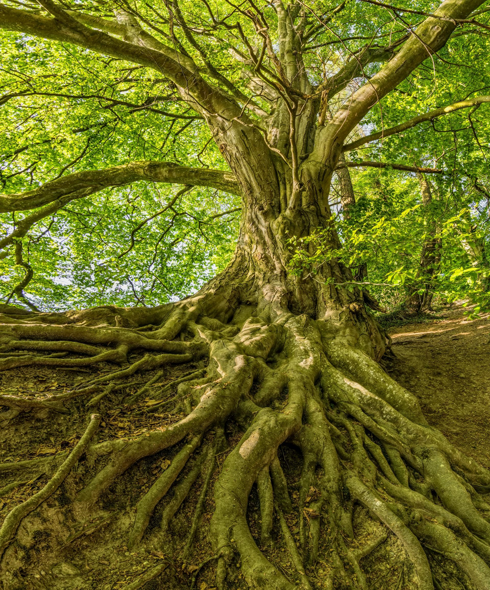 Close-up of an old tree with large, twisting roots and lush green leaves in a forest.
