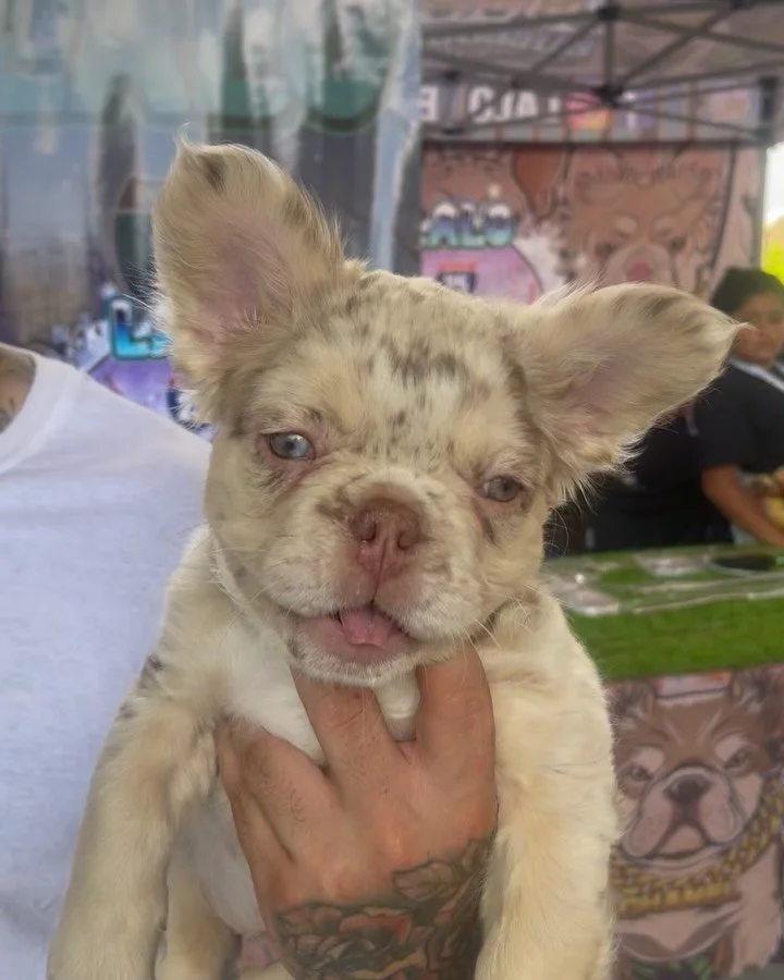 What. A. Day. πΎβ¨
We had an amazing time popping up at the Exotic Summer Dog Show this weekend! From stunning permanent jewelry pieces to the cutest pups around, it was nonstop good vibes, glam, and wagging tails. π«π‍π¦Ίπ
Thank you to everyone