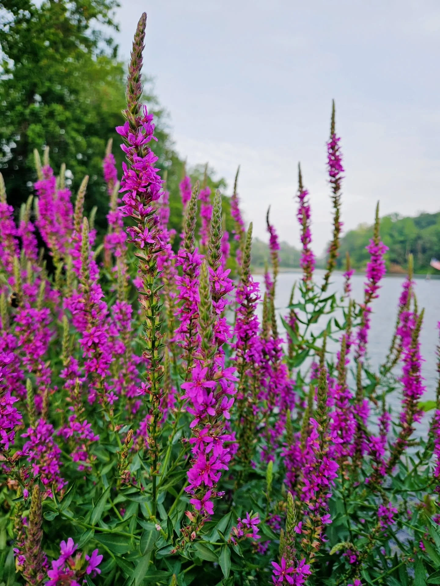 Set out on a walk with the intention of passing by a garden of wildflowers I enjoy seeing in a nearby neighborhood. In the midst, was caught up in messages about work stuff and various other shit that can wait. Realized halfway back home I didn't see