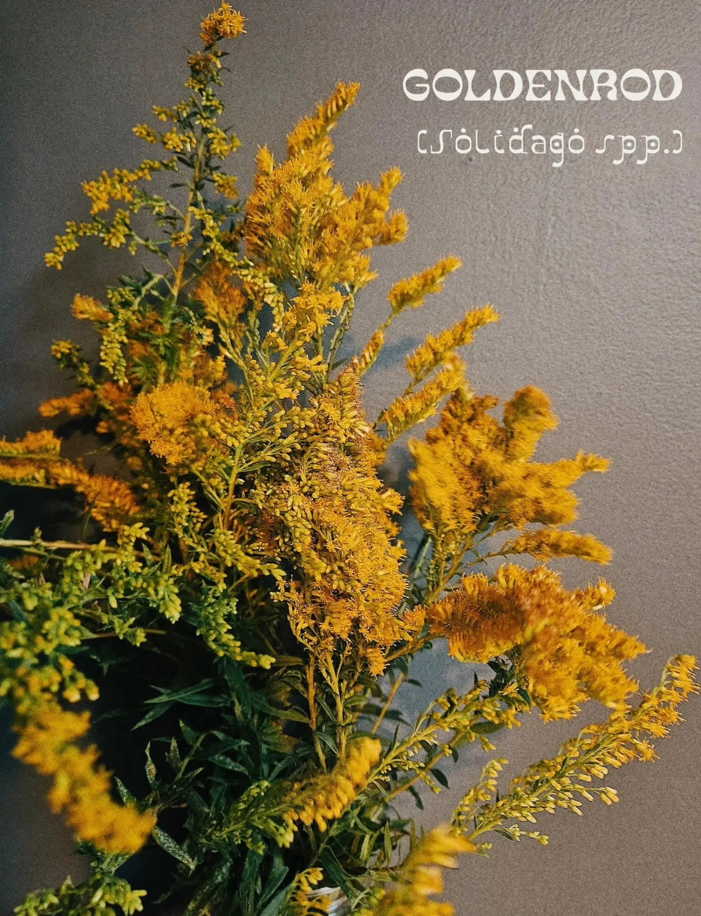 Goldenrod rises from the earth in tall torches, her blossoms blazing like a thousand small suns, arriving with the shift of season. Ushering in the first cool edge in the wind, the hush before the turning. Her golden flames light the threshold, sayin
