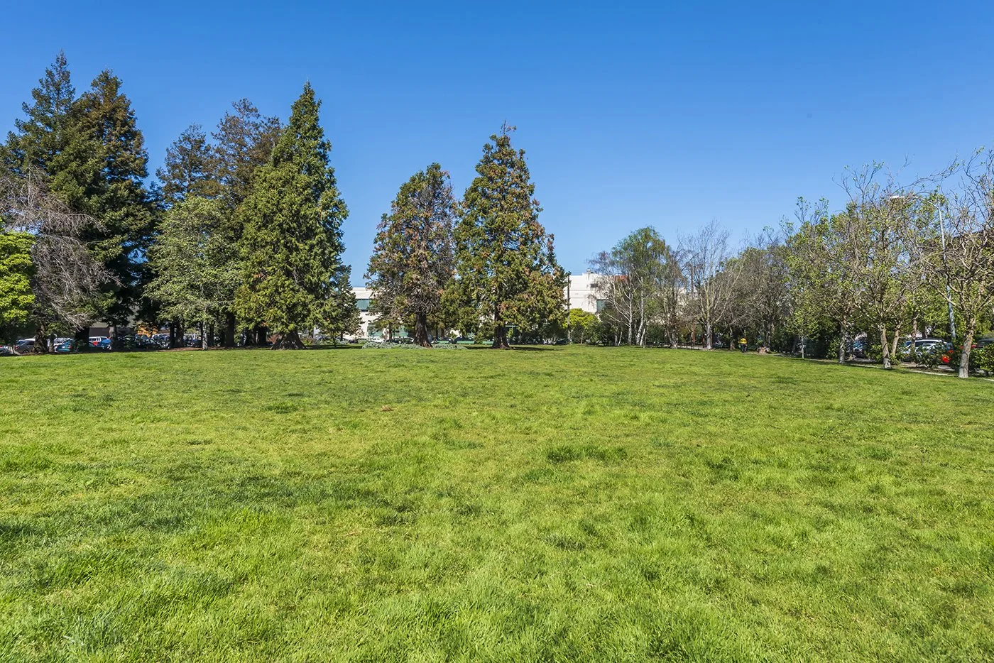 Open grassy park with tall trees and a clear blue sky.
