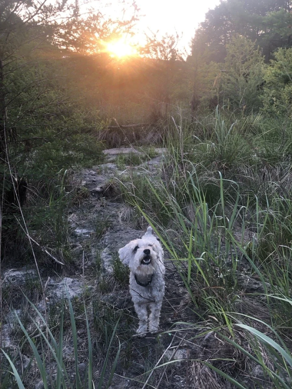 A small, fluffy dog with light-colored fur smiling on a rocky trail surrounded by tall grass and bushes, with a sunset in the background.