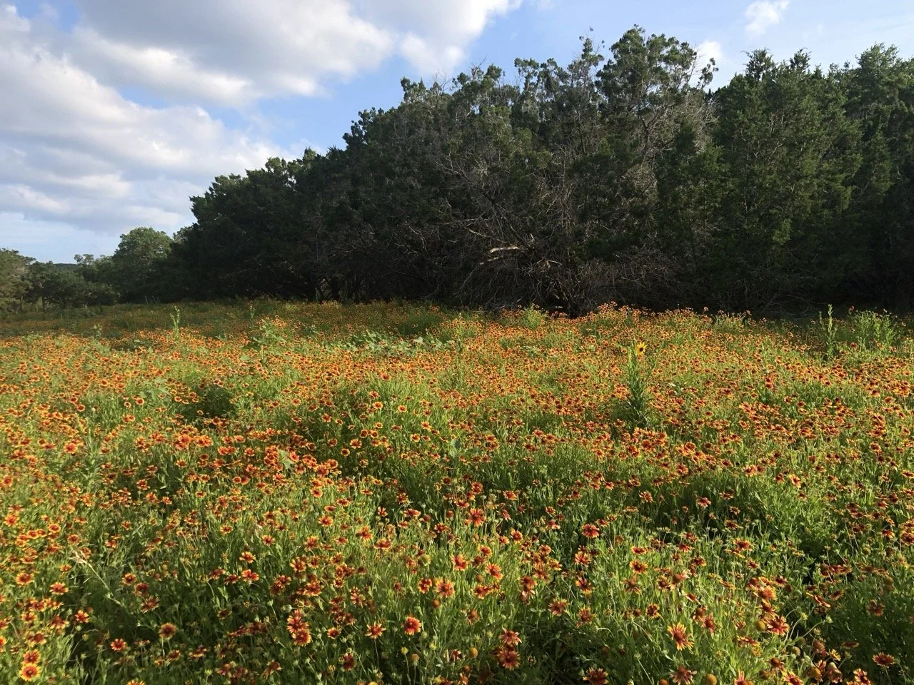 A field of orange and yellow wildflowers with green foliage, and a dense cluster of trees in the background under a partly cloudy sky.