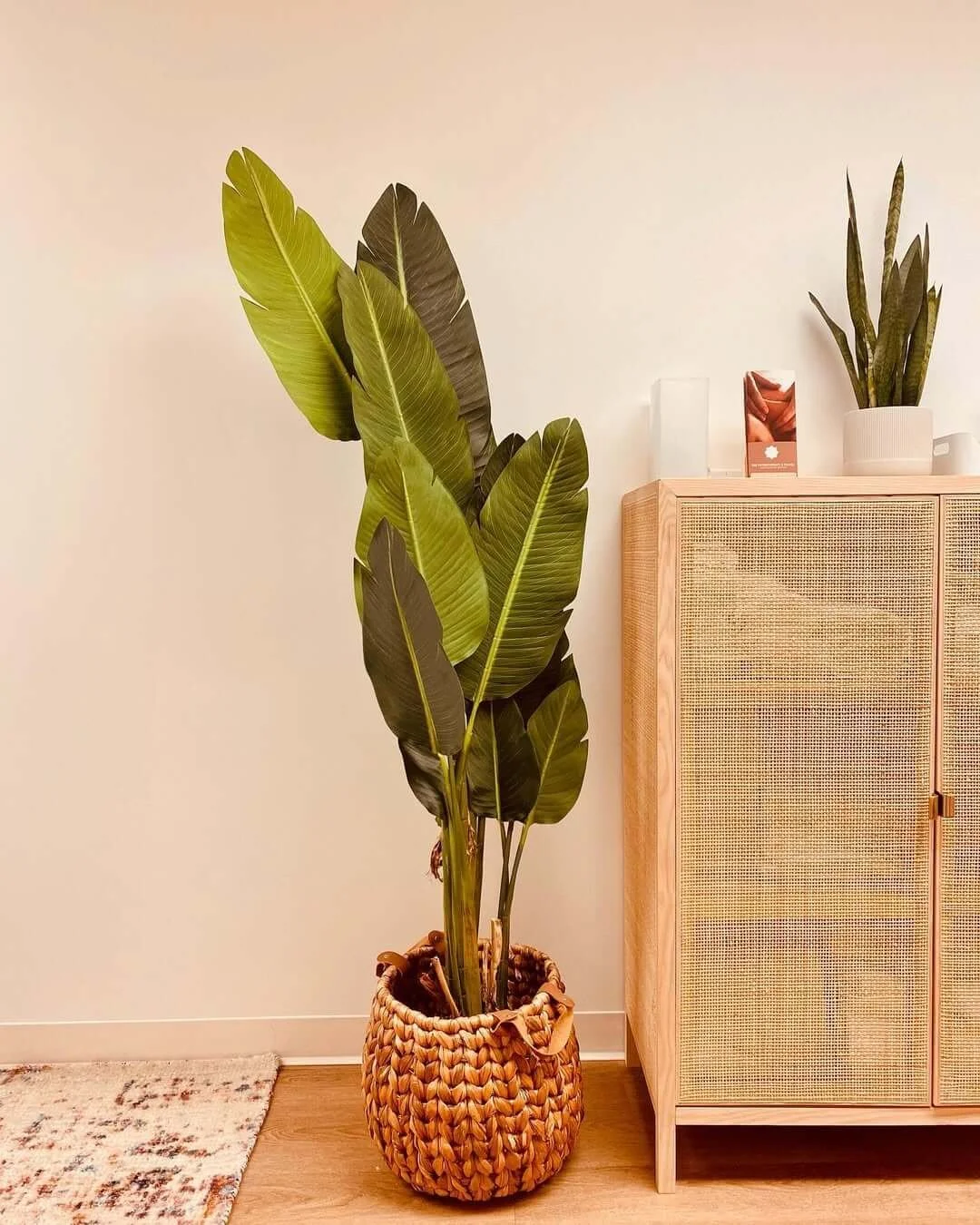 The Rae Physiotherapy office. It has a large green tropical plant in a woven basket on a wooden floor next to a light wood cabinet with rattan front panels, against a plain white wall.