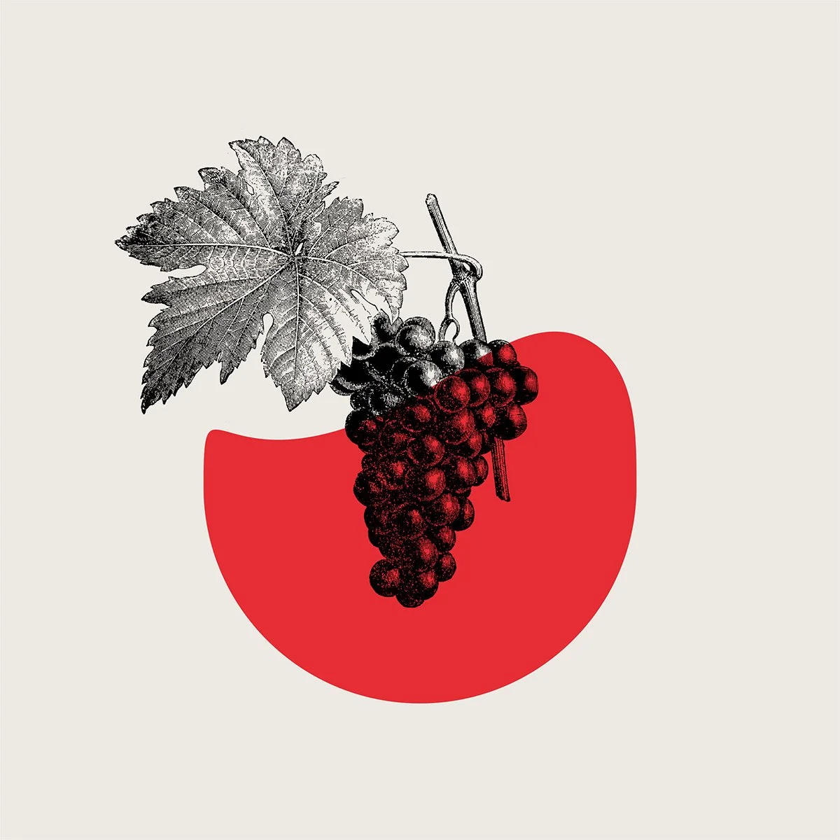 Fratelli Rosso wine branding & packaging