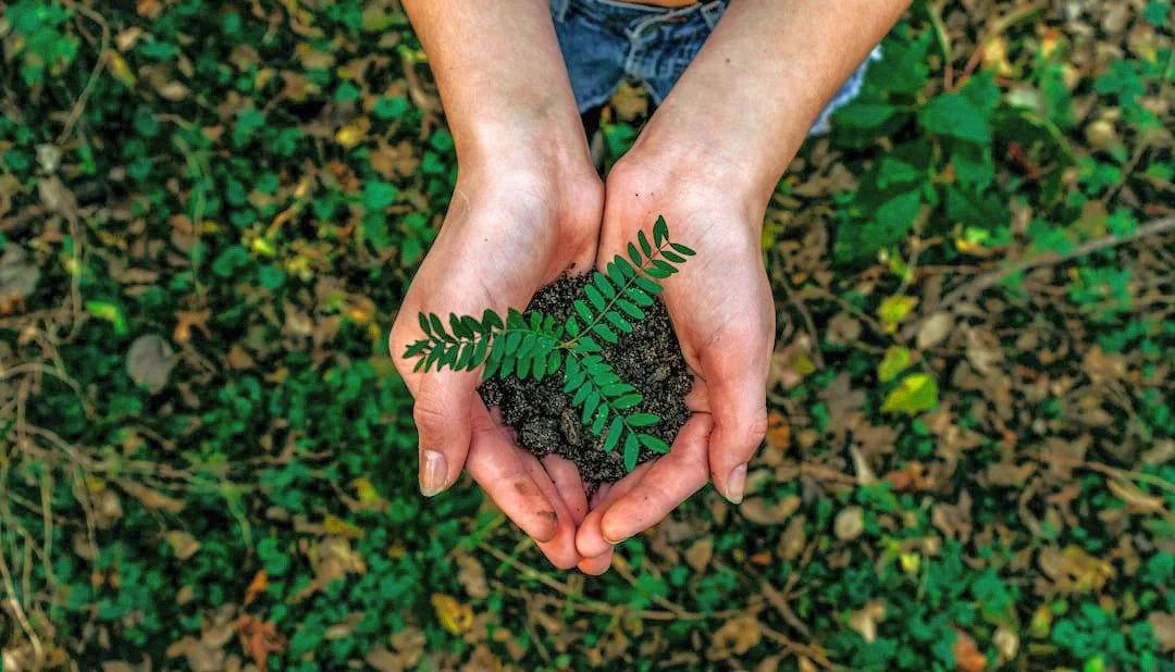 Two female hands holding dirt with a small plant coming out of it.