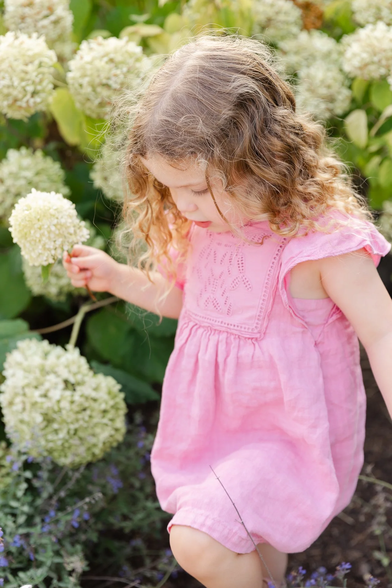 A young girl with curly blonde hair wearing a pink dress, holding a white hydrangea flower, standing among hydrangea bushes.
