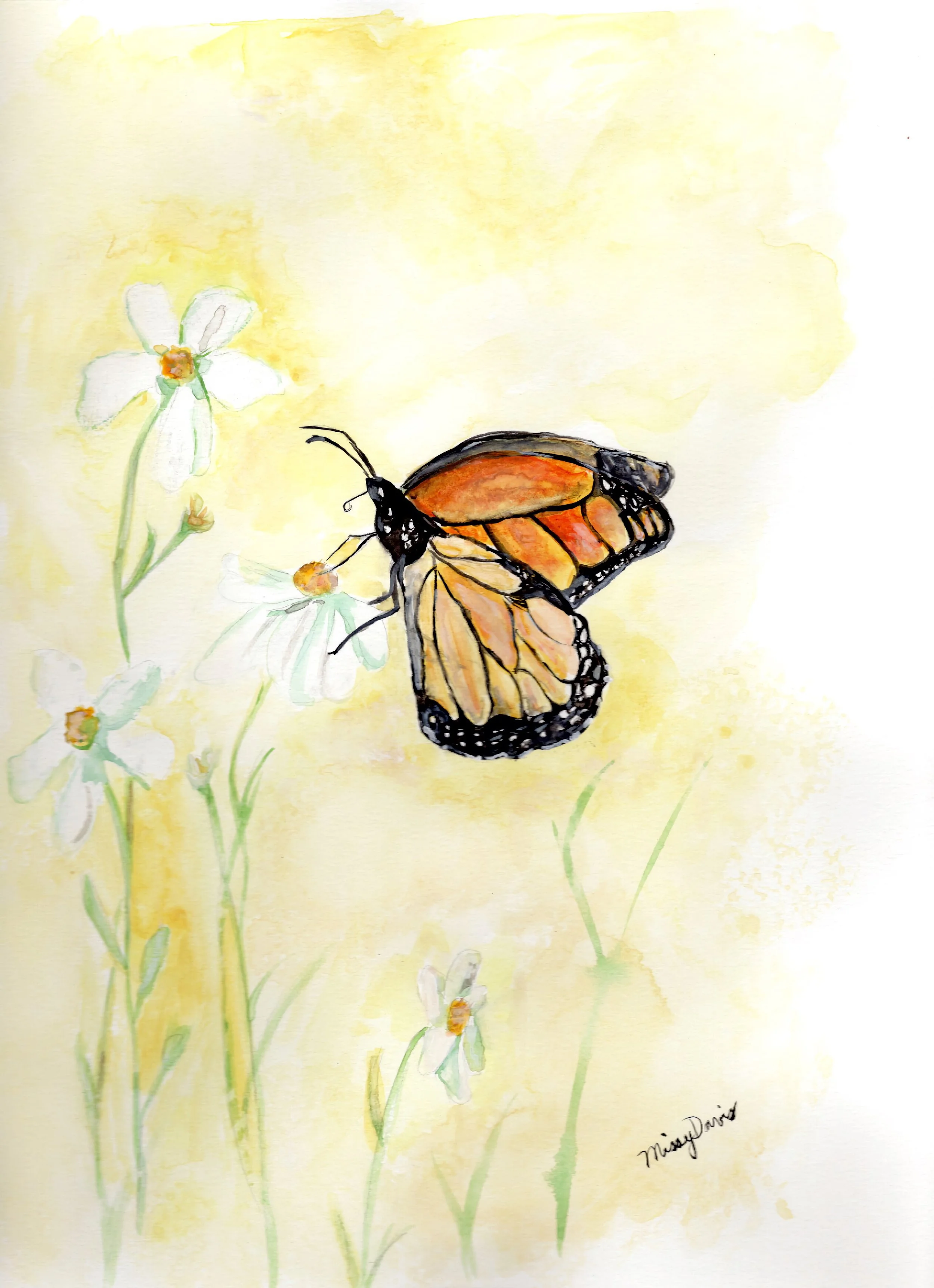 butterflydaisy.1.jpg