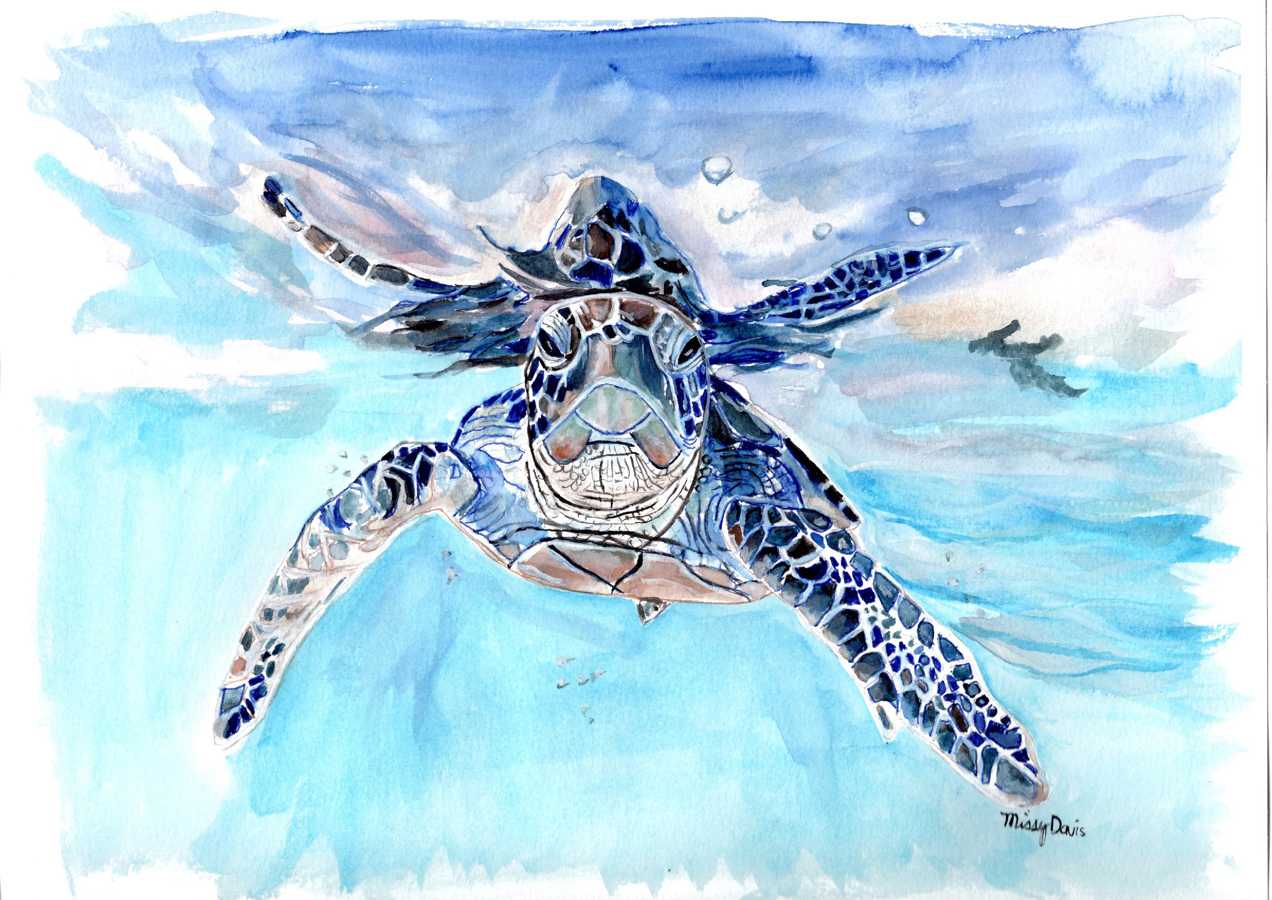 seaturtle blue.jpg
