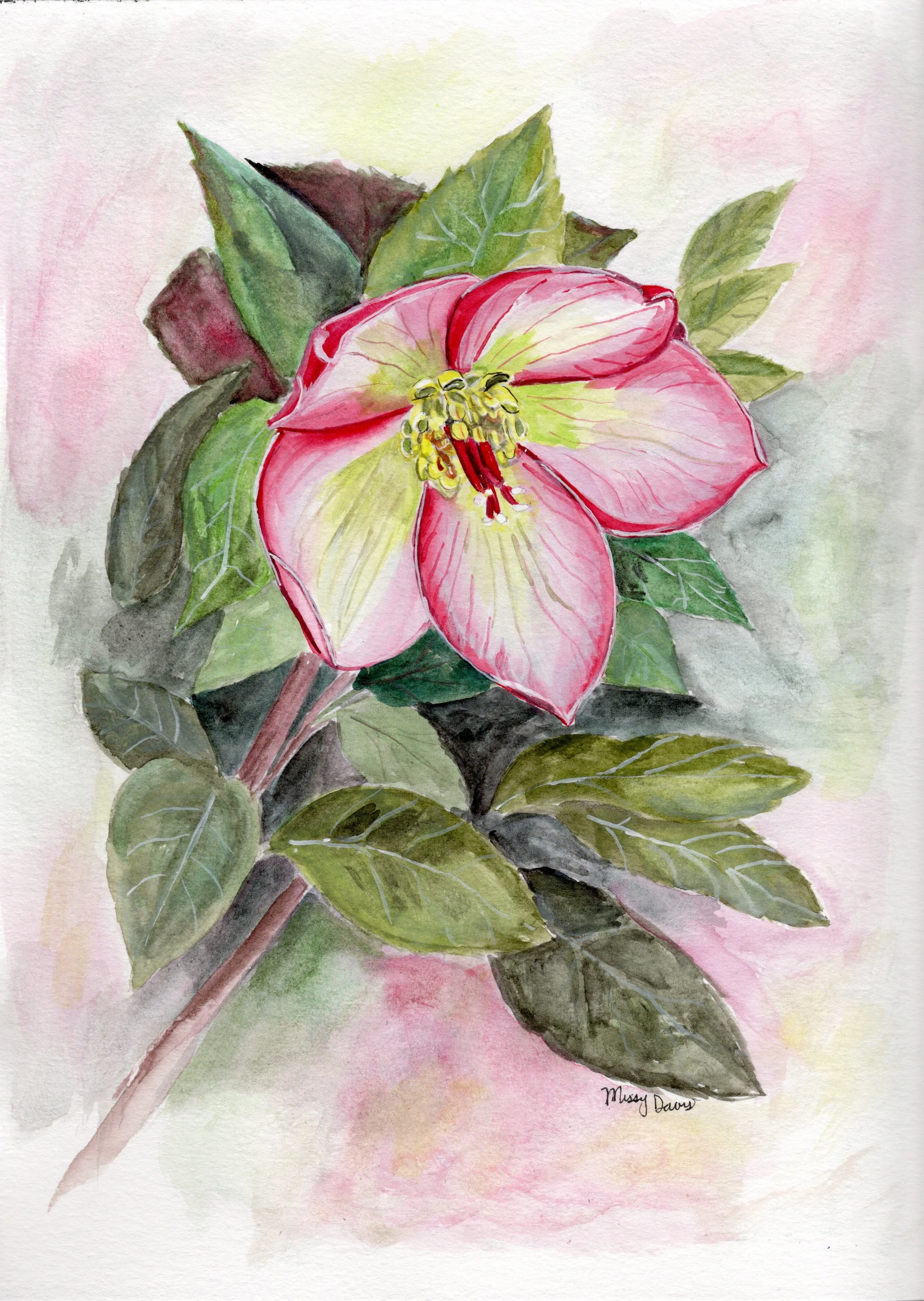 hellebore .jpeg