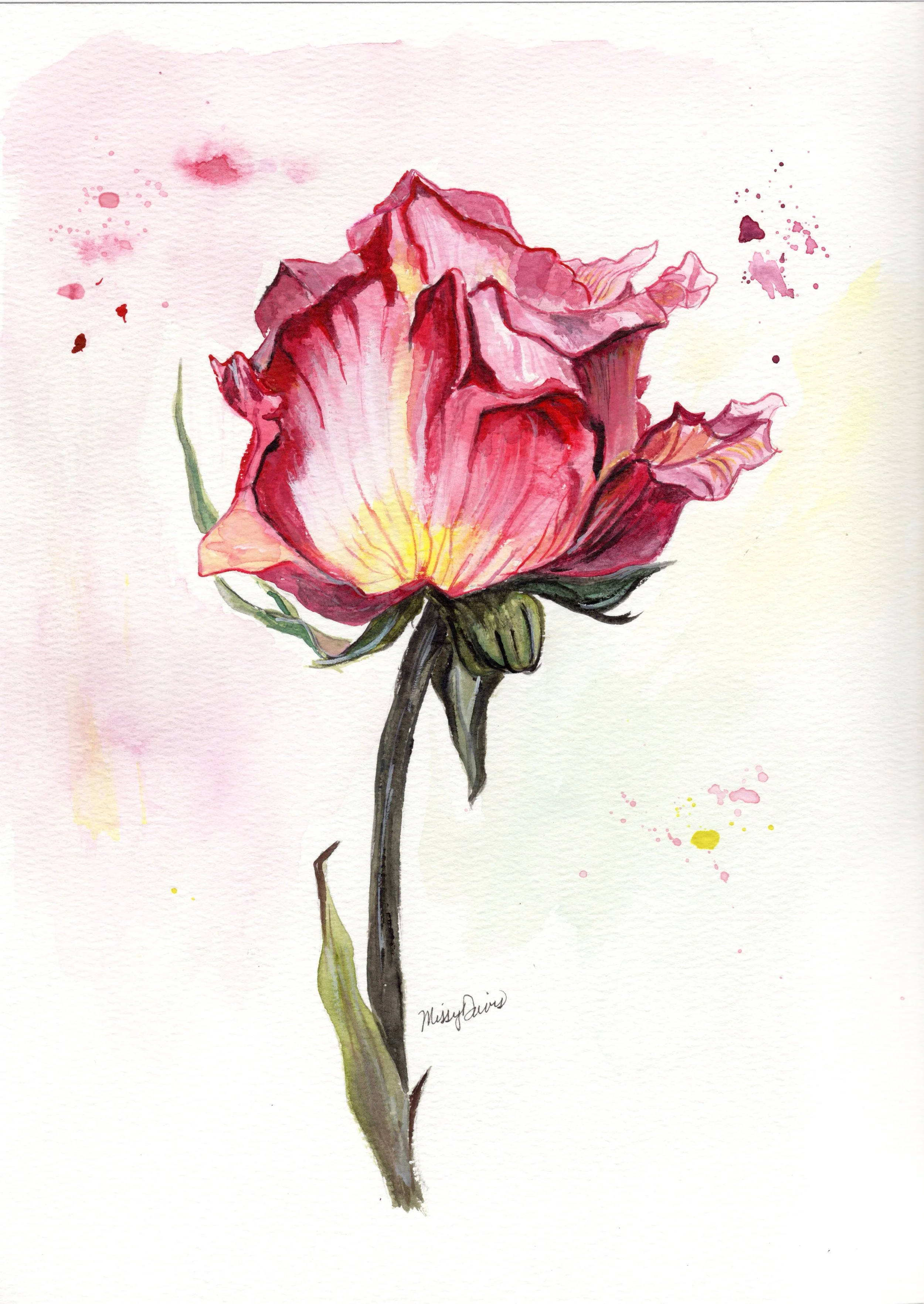 varigated red rose edit.jpeg