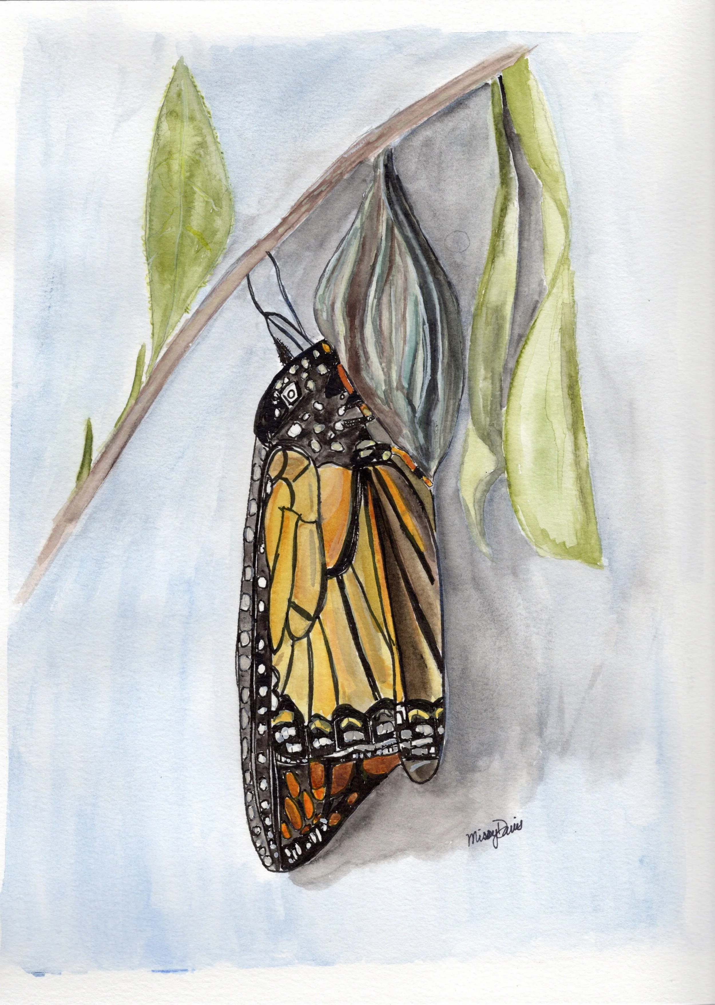 monarch cocoon.jpg