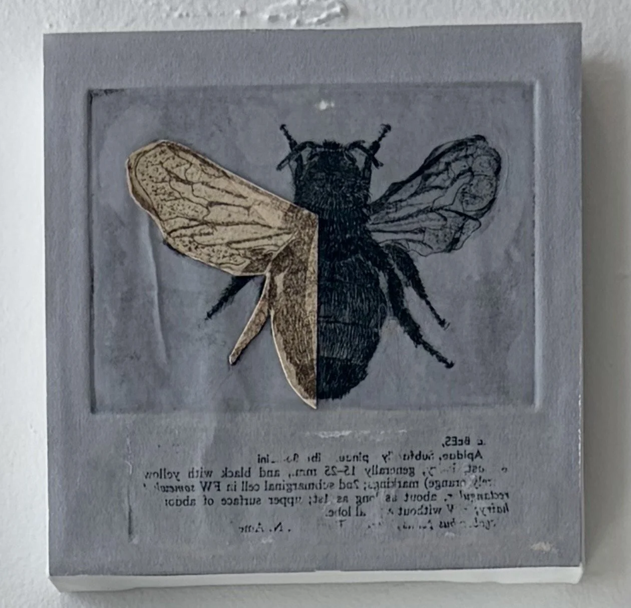 Hymenoptera 1, 2026
mixed media, intaglio print, collage
5" x 5"
$150