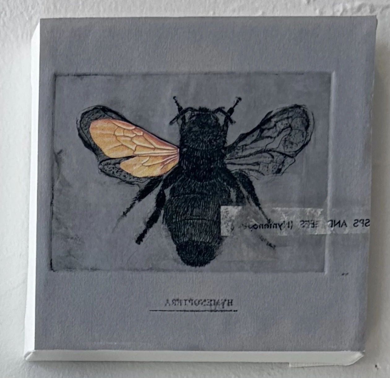 Hymenoptera 3, 2026
mixed media, intaglio print, collage
5" x 5"
$150