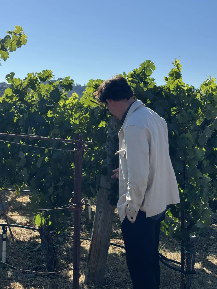 A traveler among the vines in a sunlit vineyard