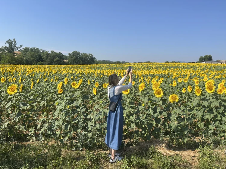 A traveler photographing a field of sunflowers