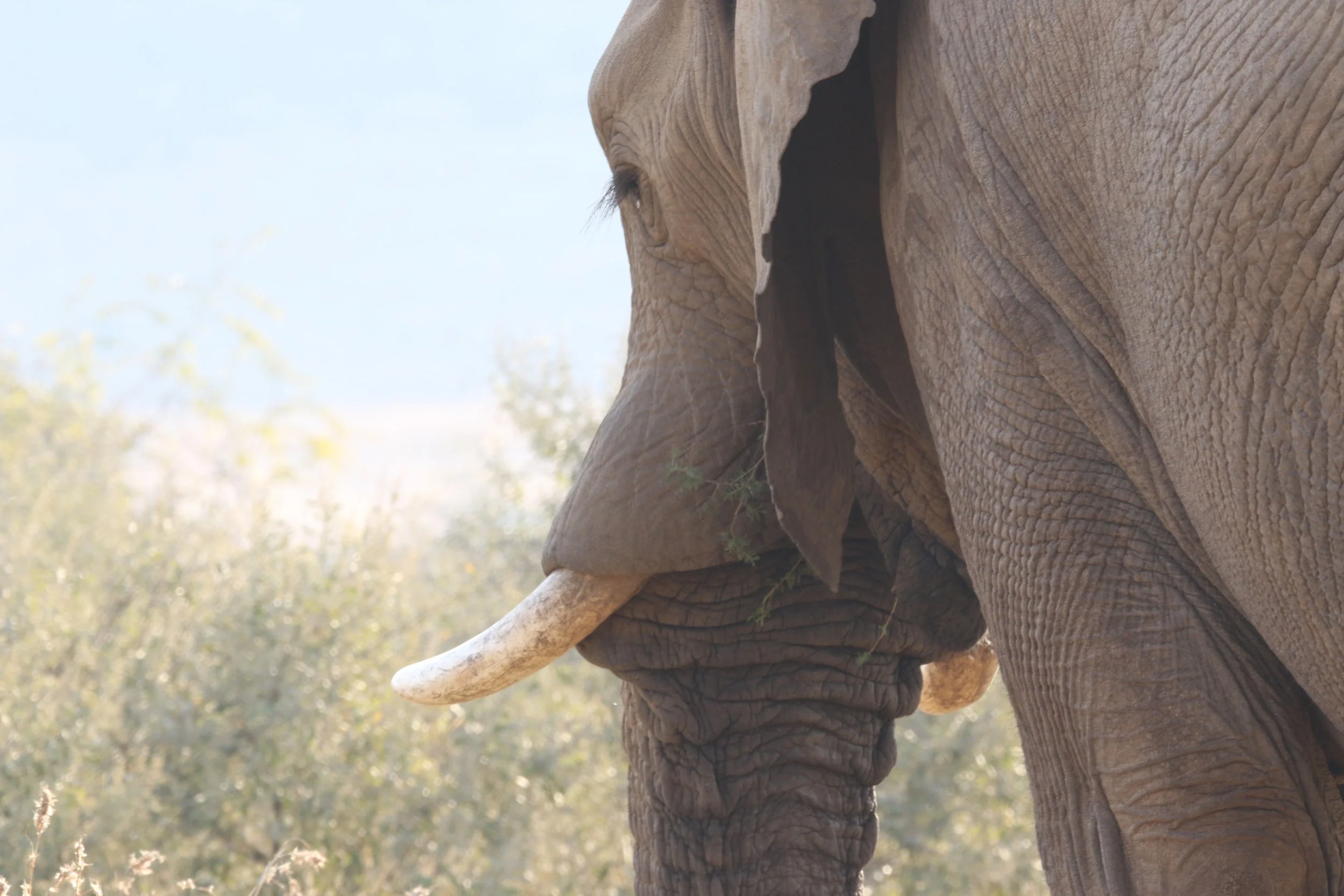 Big Five ADHD Coaching Program